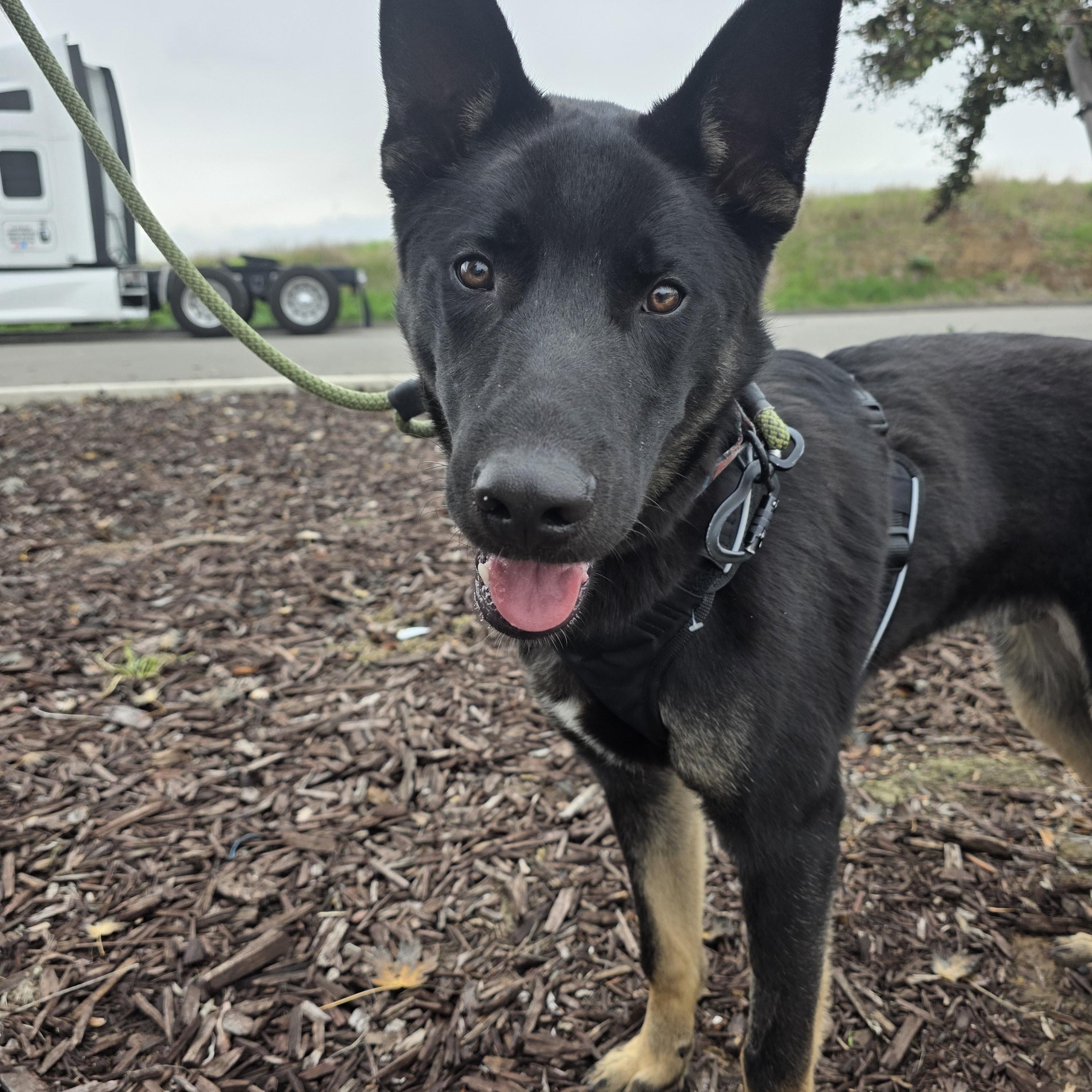 Enlarge Thor, an adoptable mixed breed in Santa Clara, CA image 4/5