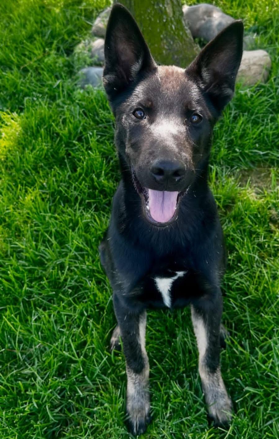 Enlarge Thor, an adoptable mixed breed in Santa Clara, CA image 1/5