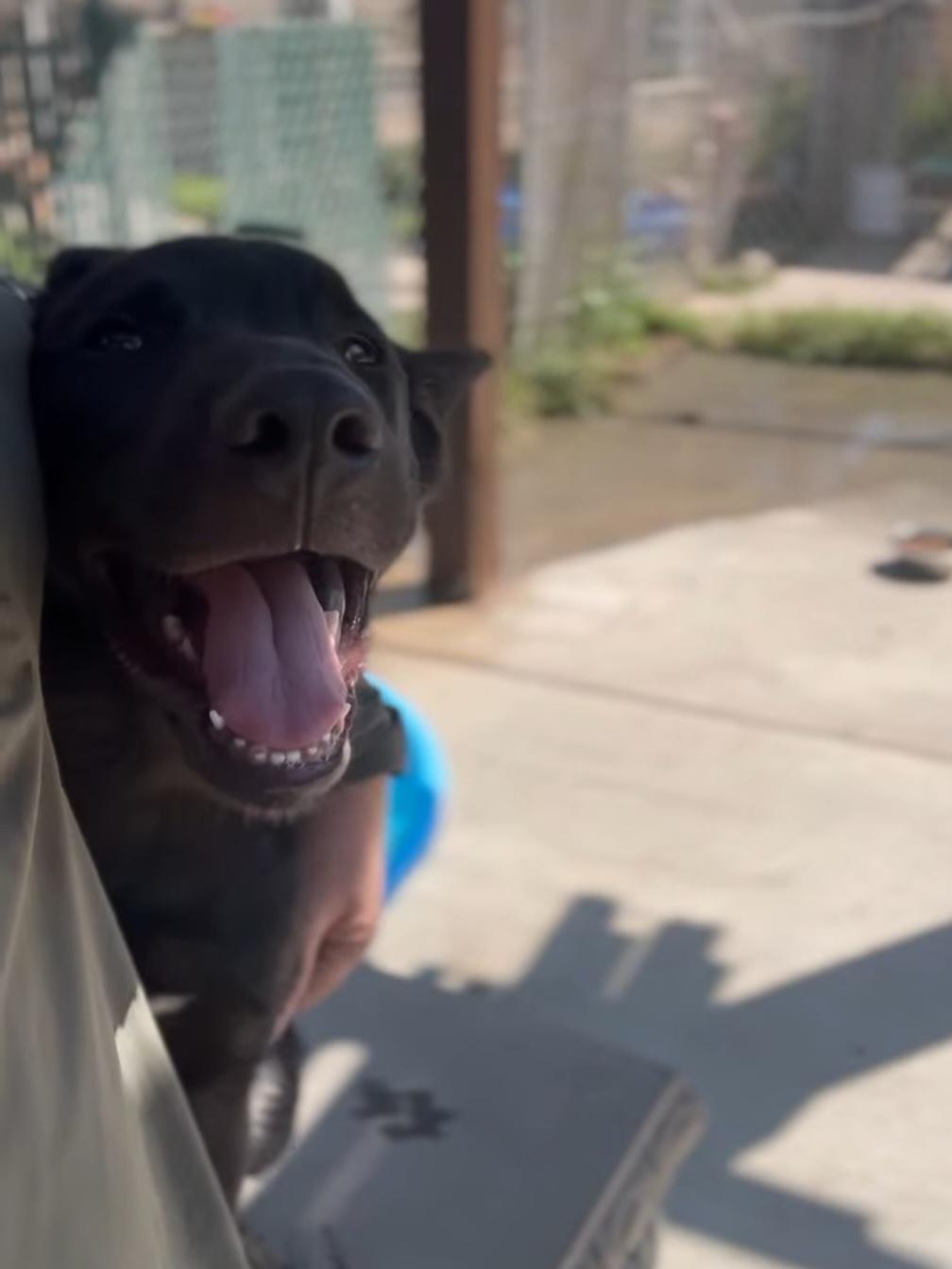 Enlarge Thor, an adoptable mixed breed in Santa Clara, CA image 5/5