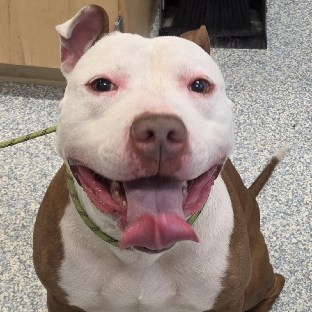 Enlarge King, a ADOPTABLE Pit Bull Terrier in Stafford, VA image 1/1