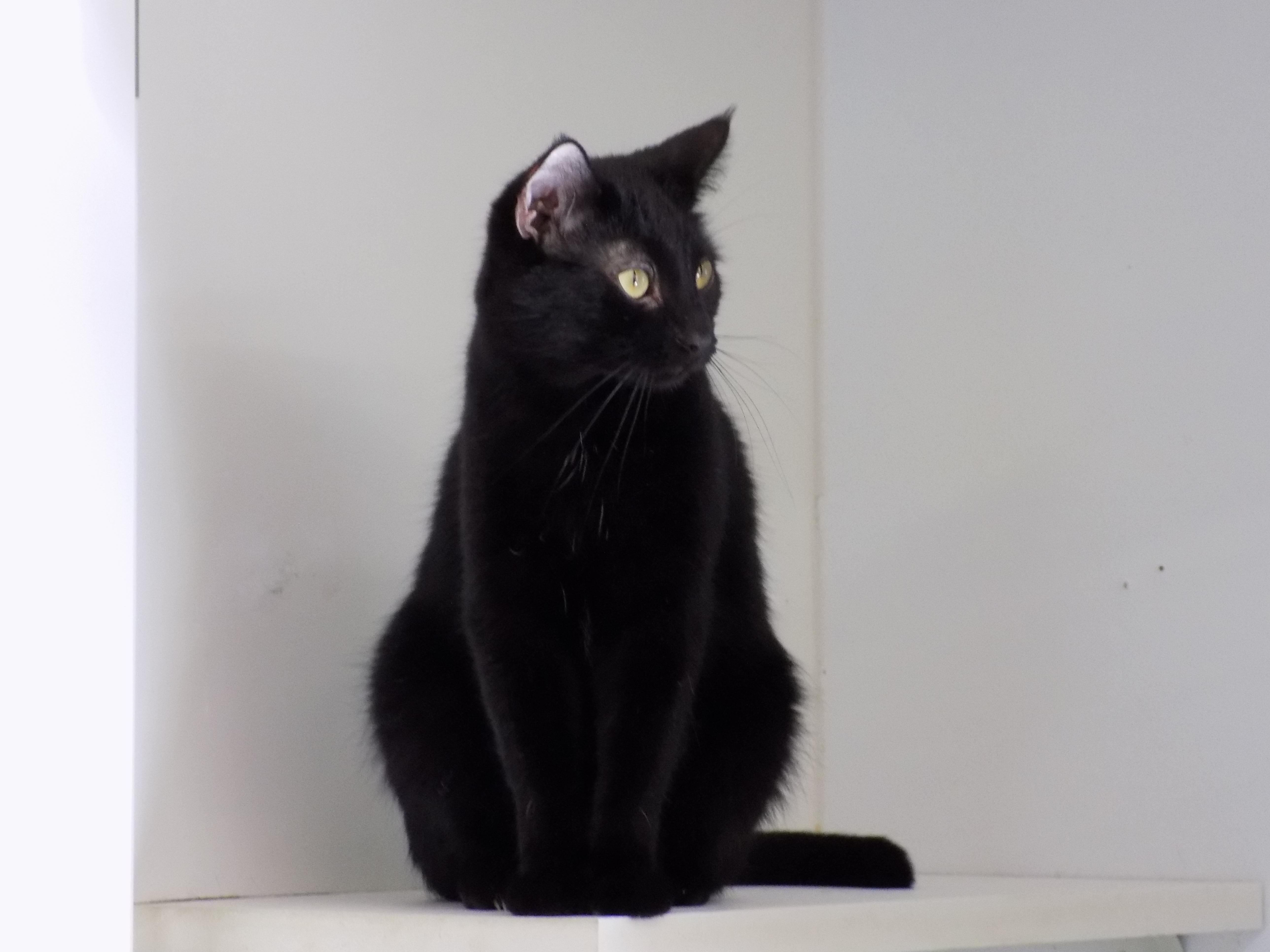 Comet, a Adoptable Domestic Short Hair in Savanna, IL image 2/4