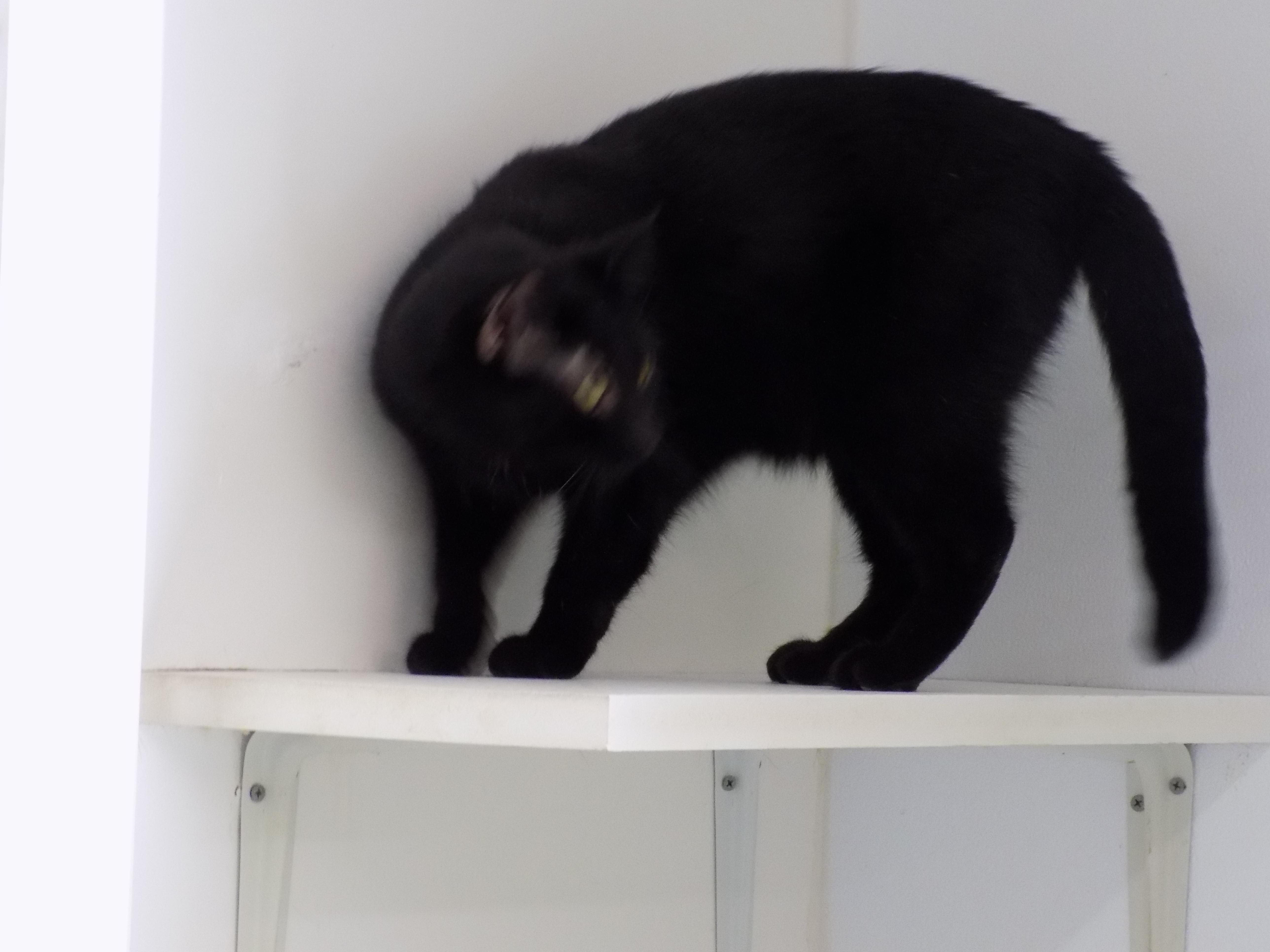 Comet, an adoptable Domestic Short Hair in Savanna, IL, 61074 | Photo Image 4