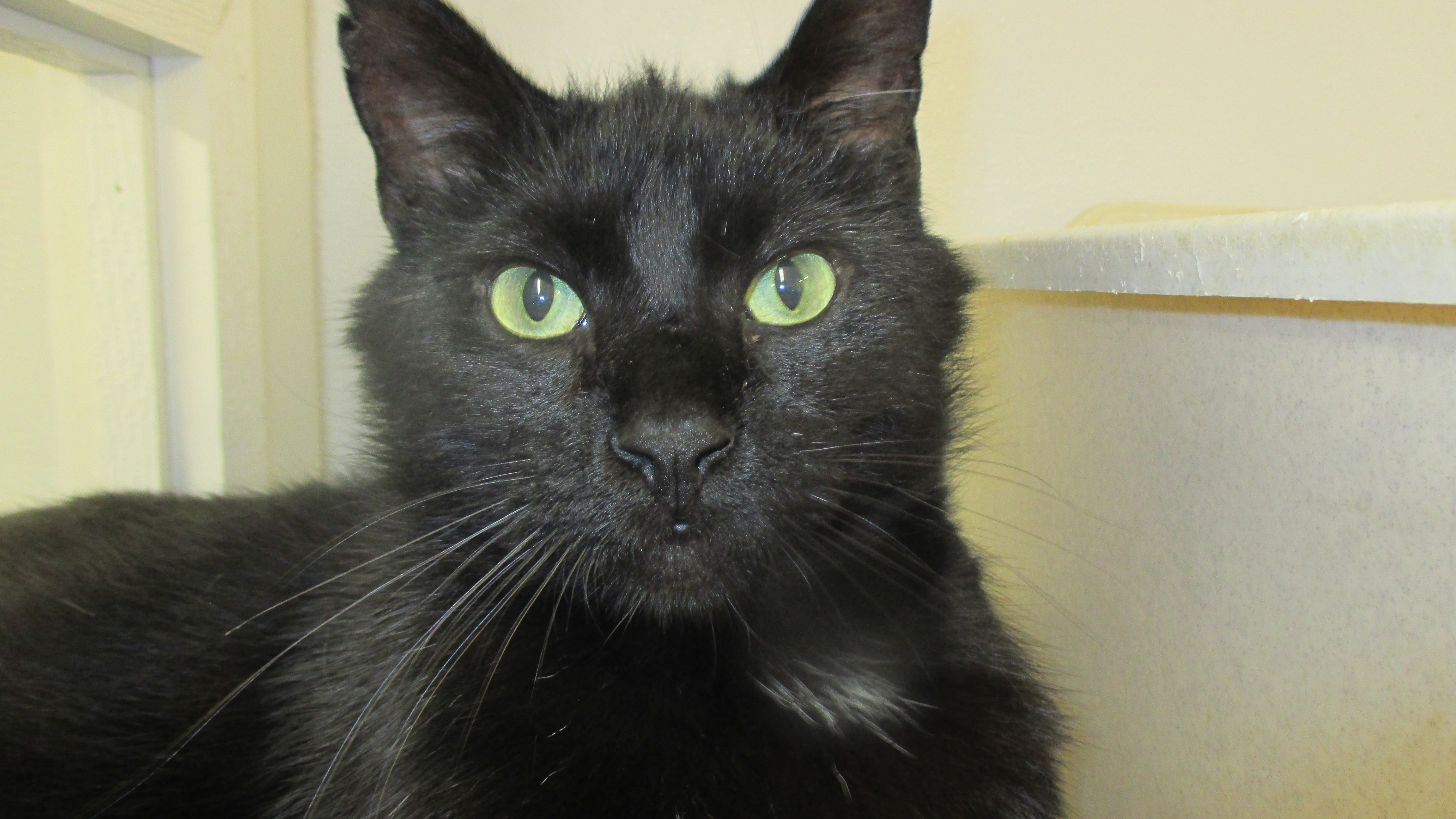Comet, an adoptable Domestic Short Hair in Savanna, IL, 61074 | Photo Image 3