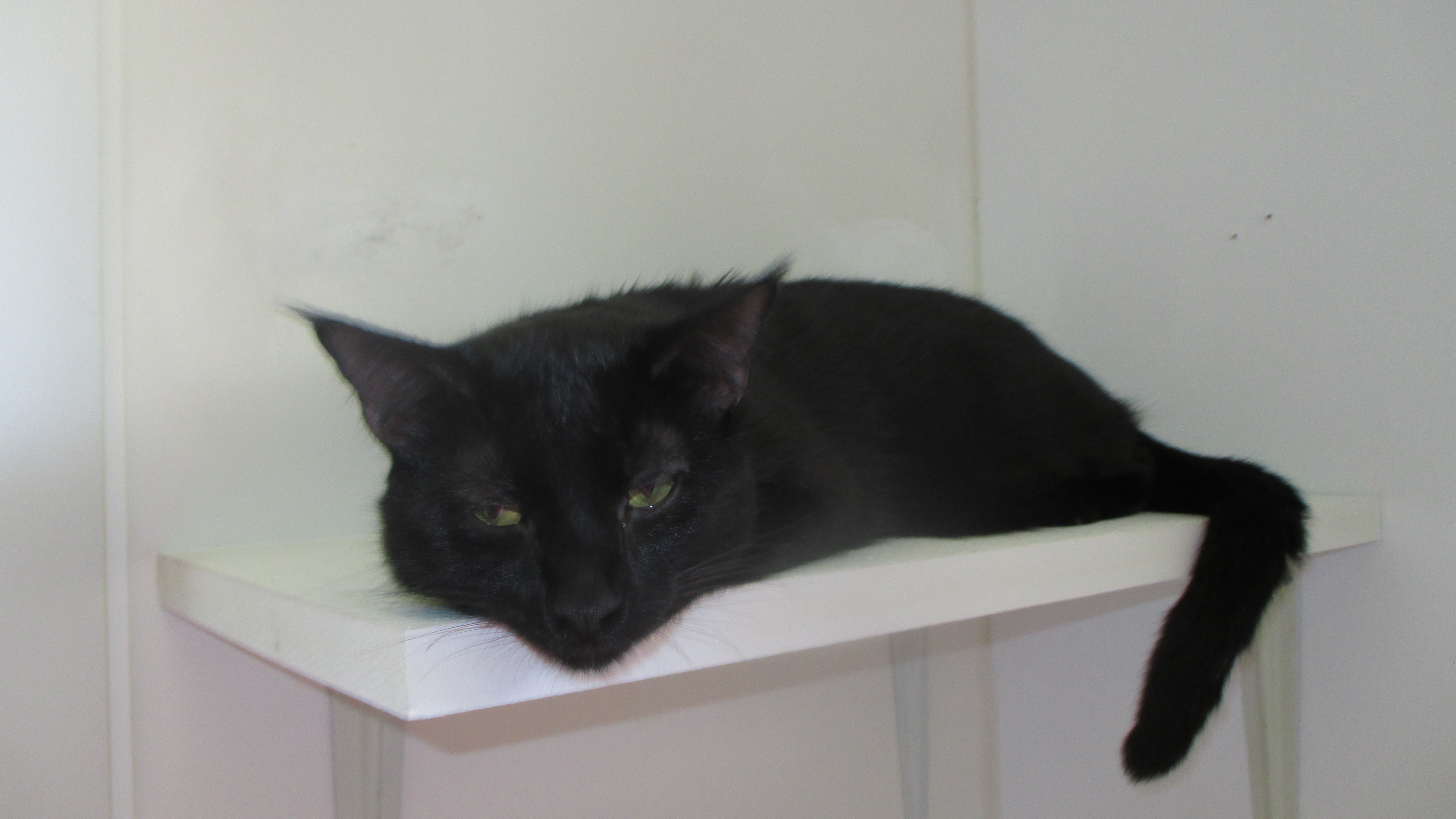 Comet, a Adoptable Domestic Short Hair in Savanna, IL image 3/4