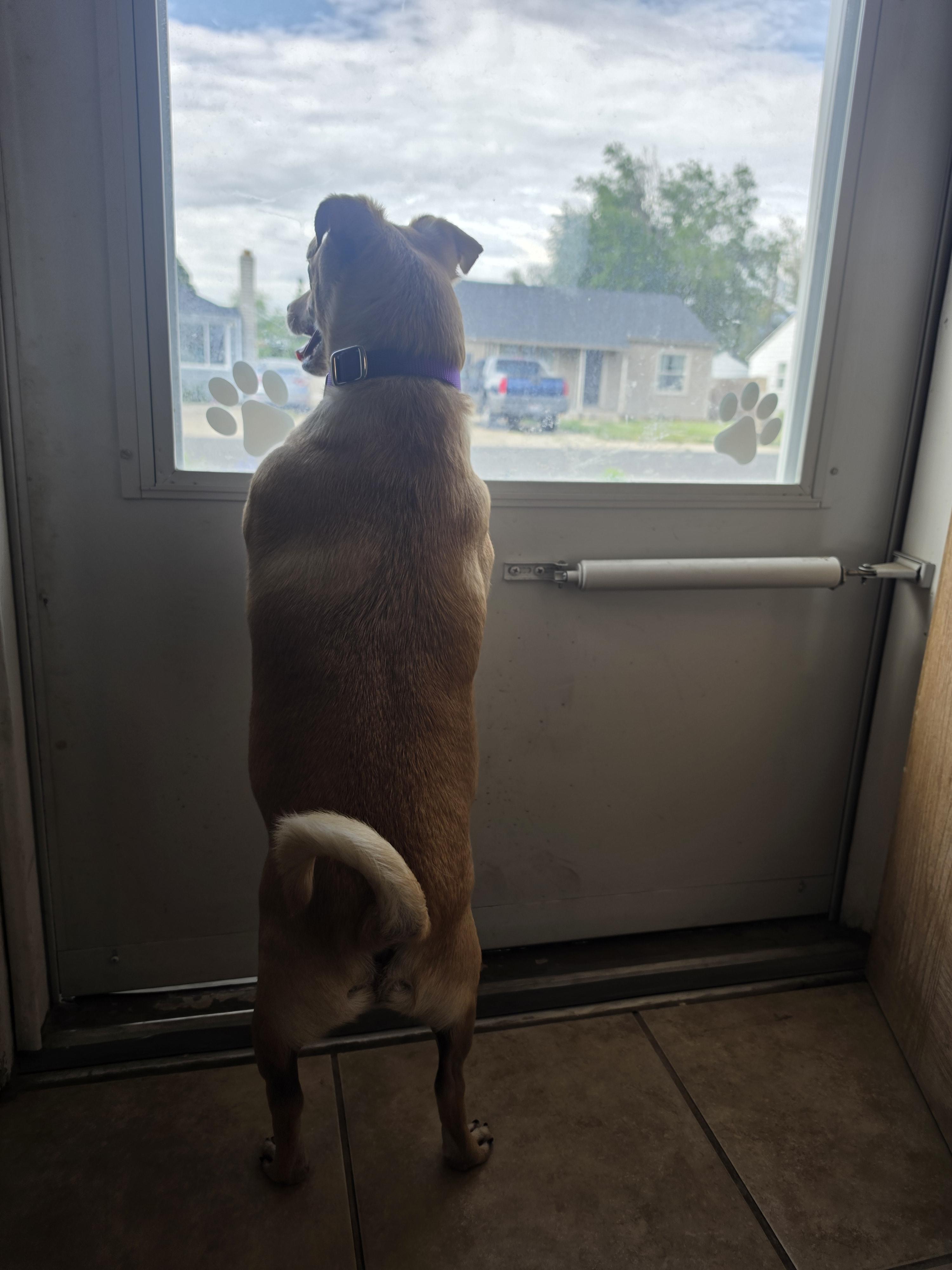 Enlarge Oscar, a Adoptable Chihuahua in Fruit Heights, UT image 2/6