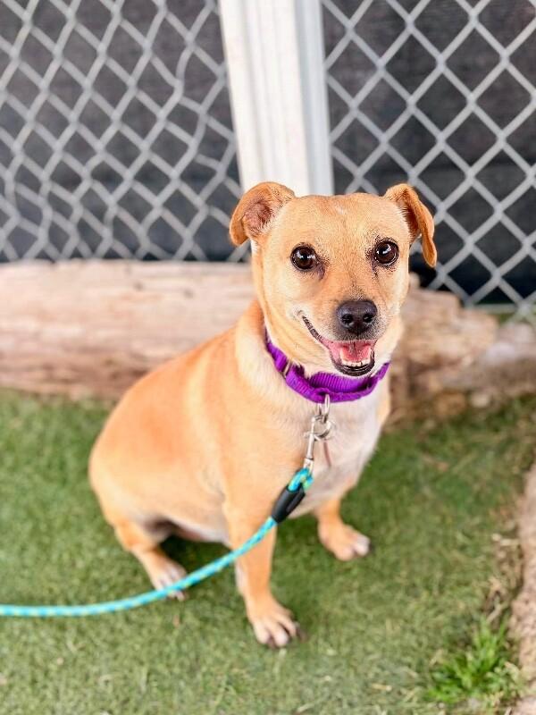 Enlarge Oscar, a Adoptable Chihuahua in Fruit Heights, UT image 3/6