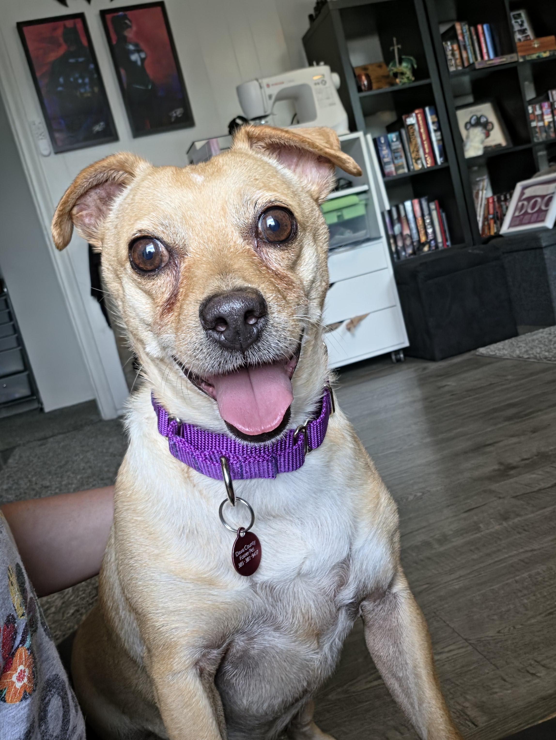 Enlarge Oscar, a Adoptable Chihuahua in Fruit Heights, UT image 4/6