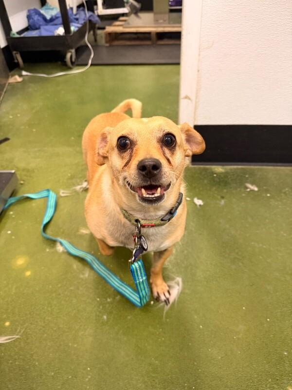 Enlarge Oscar, a Adoptable Chihuahua in Fruit Heights, UT image 5/6