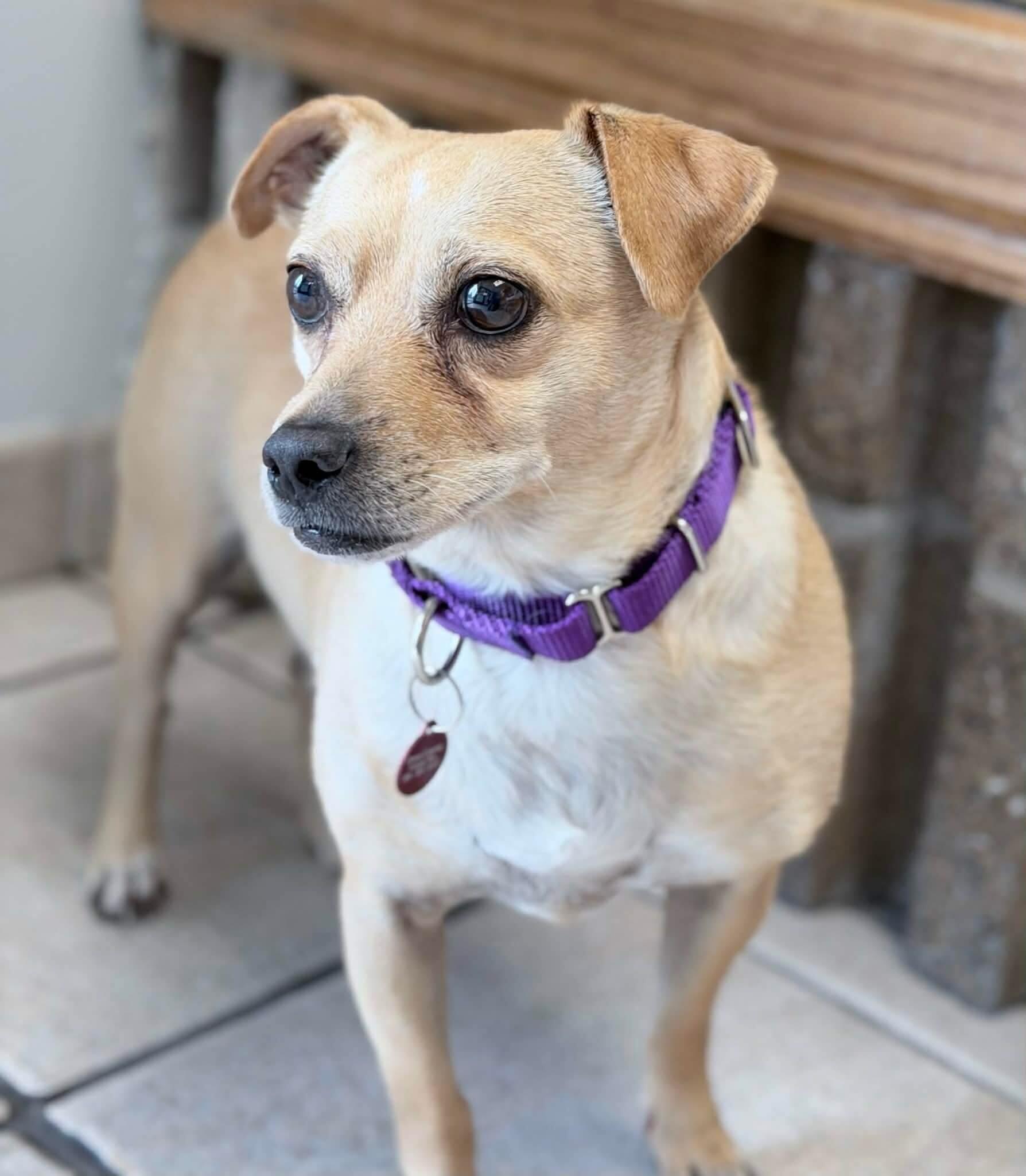 Enlarge Oscar, a Adoptable Chihuahua in Fruit Heights, UT image 6/6