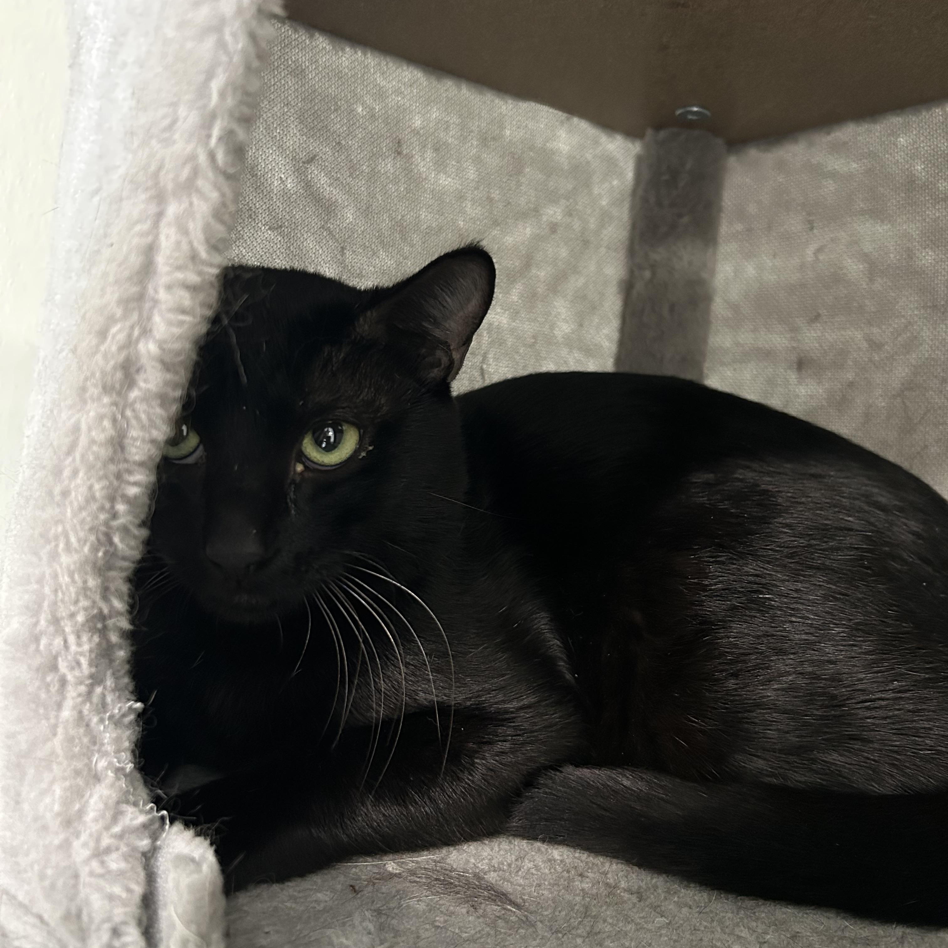 Enlarge Boston, a Adoptable Domestic Short Hair in El Cajon, CA image 1/2