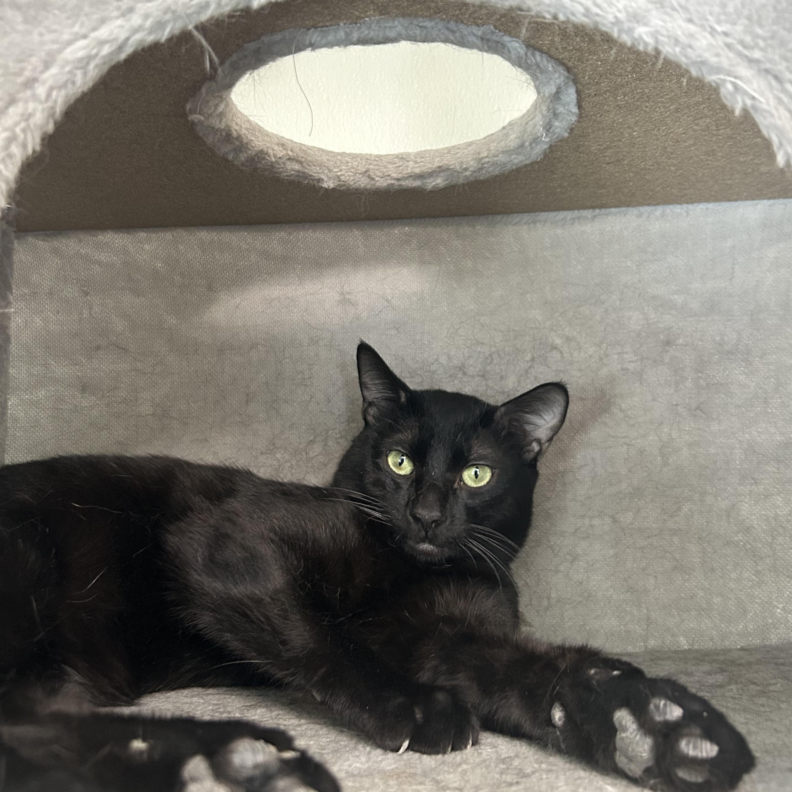 Enlarge Boston, an adopted Domestic Short Hair in El Cajon, CA image 1/3