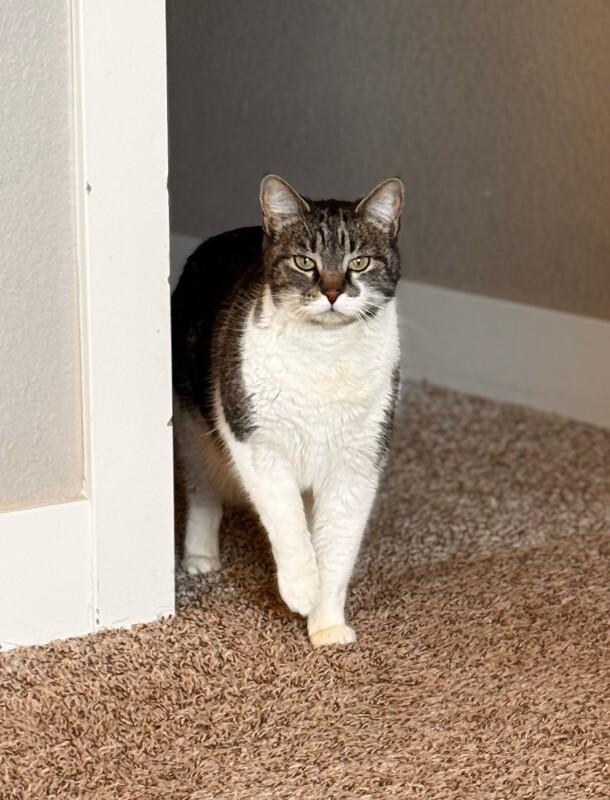 Enlarge Philby, a Adoptable Domestic Short Hair in Fort Collins, CO image 1/6