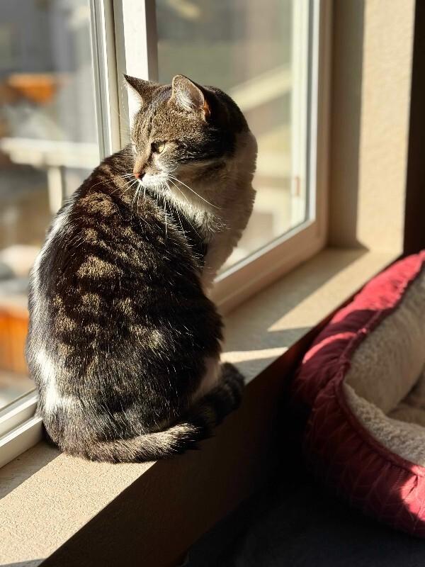 Enlarge Philby, a Adoptable Domestic Short Hair in Fort Collins, CO image 2/6