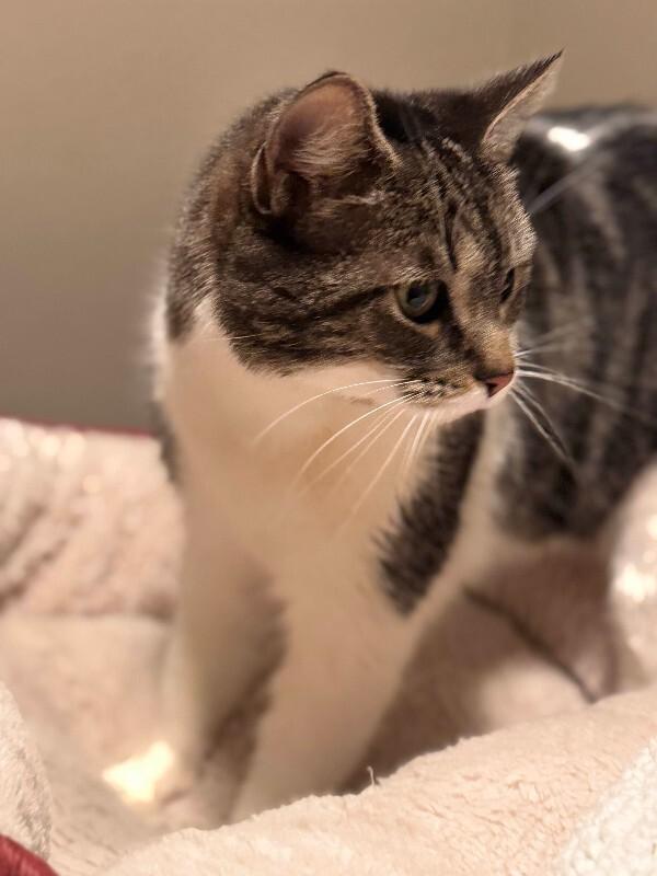 Enlarge Philby, a Adoptable Domestic Short Hair in Fort Collins, CO image 3/6