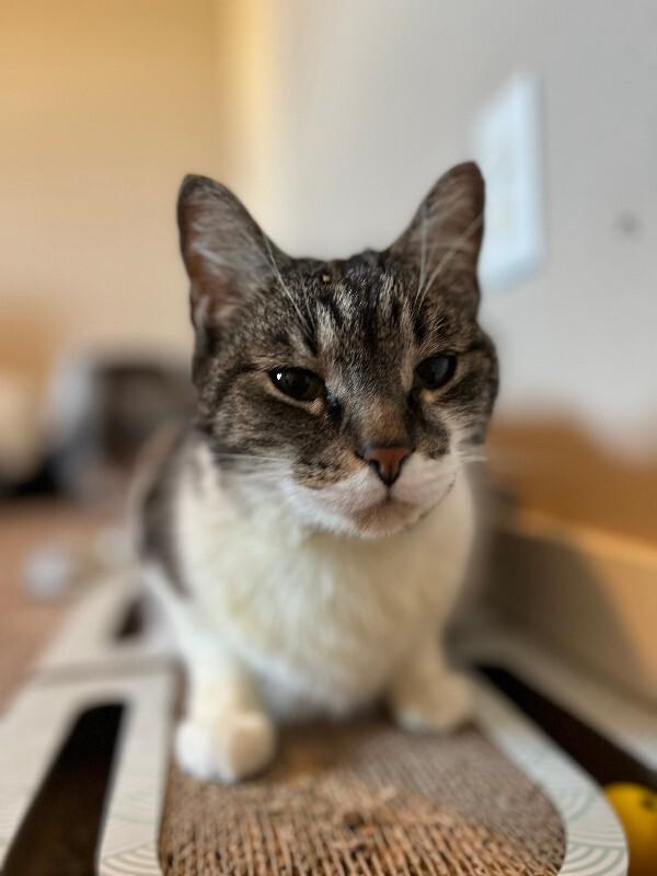 Enlarge Philby, a Adoptable Domestic Short Hair in Fort Collins, CO image 5/6