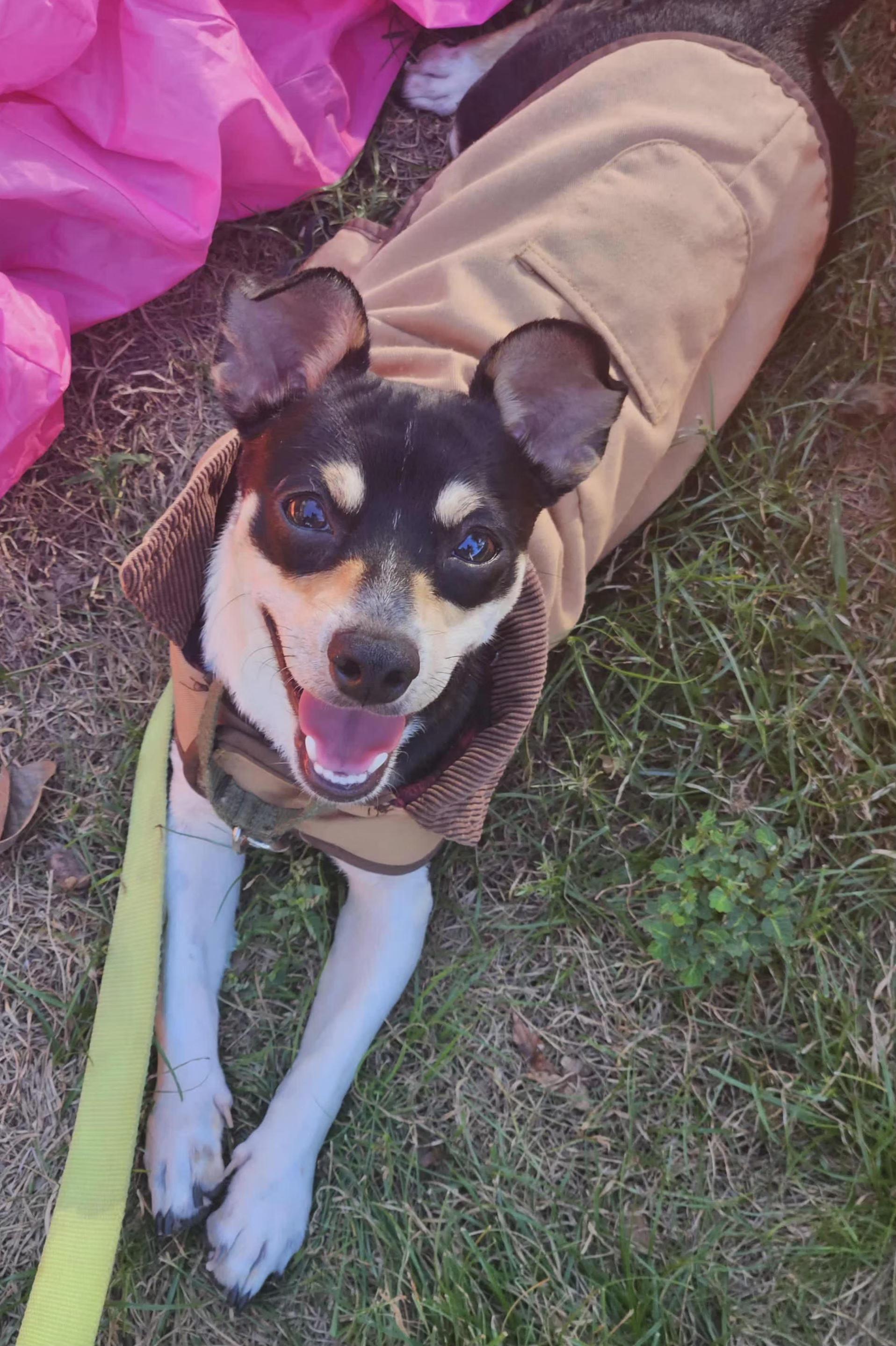 Mylo, a Adoptable Rat Terrier in West Harrison , NY image 1/4