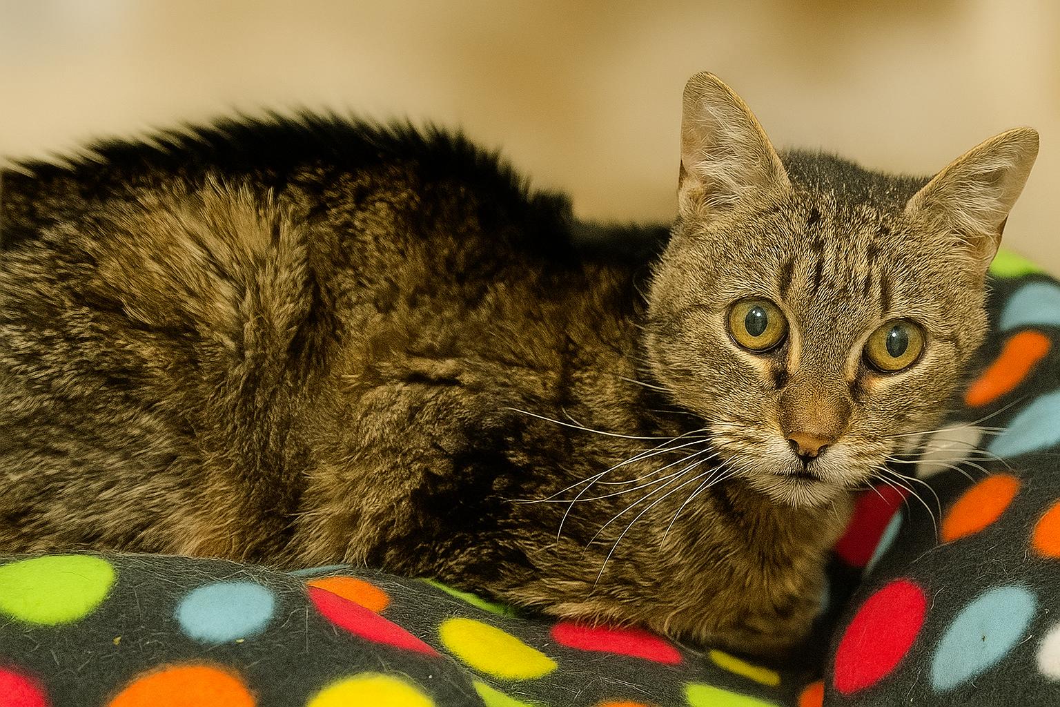 Enlarge Harlow, a Adoptable Domestic Short Hair in Kearney, NE image 1/1