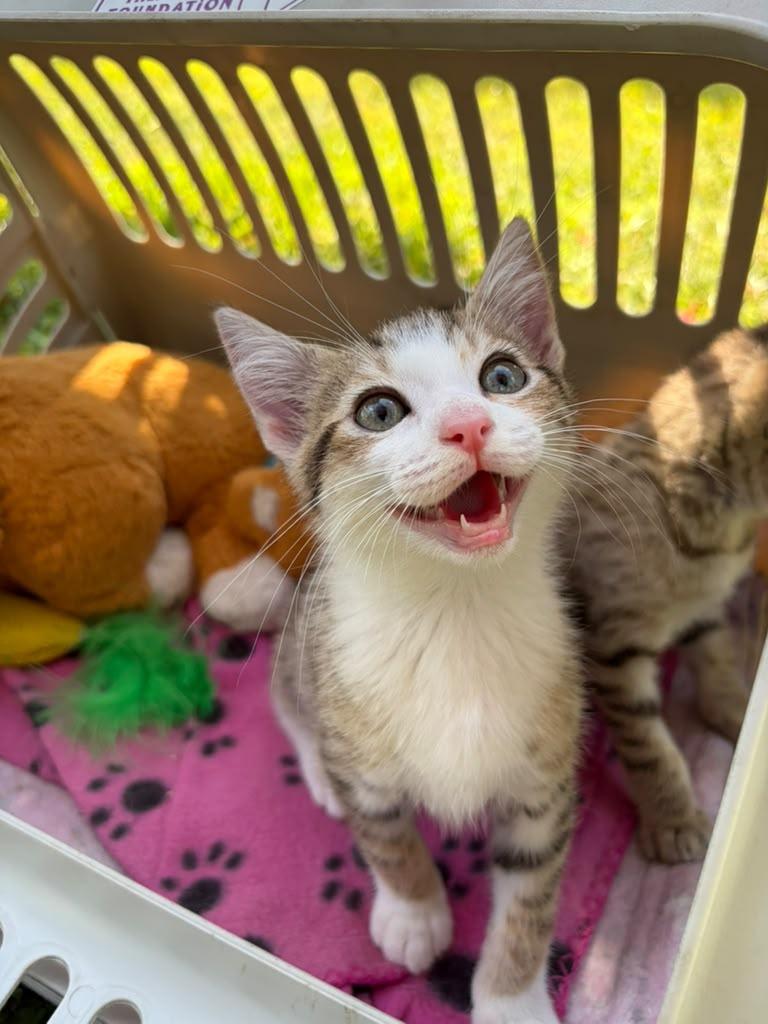Pixie, Adoptable, Kitten Female Domestic Short Hair.