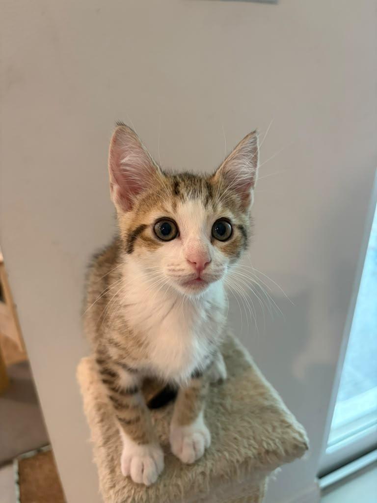 Enlarge Pixie, a Adoptable Domestic Short Hair in Melbourne , FL image 4/5