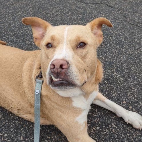 Ryder - CTS2025, Adult Male unknown