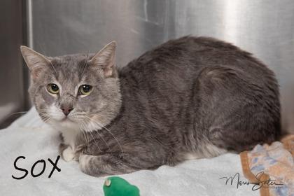 Enlarge Sox, a Adoptable mixed breed in Scottsdale, AZ image 1/1