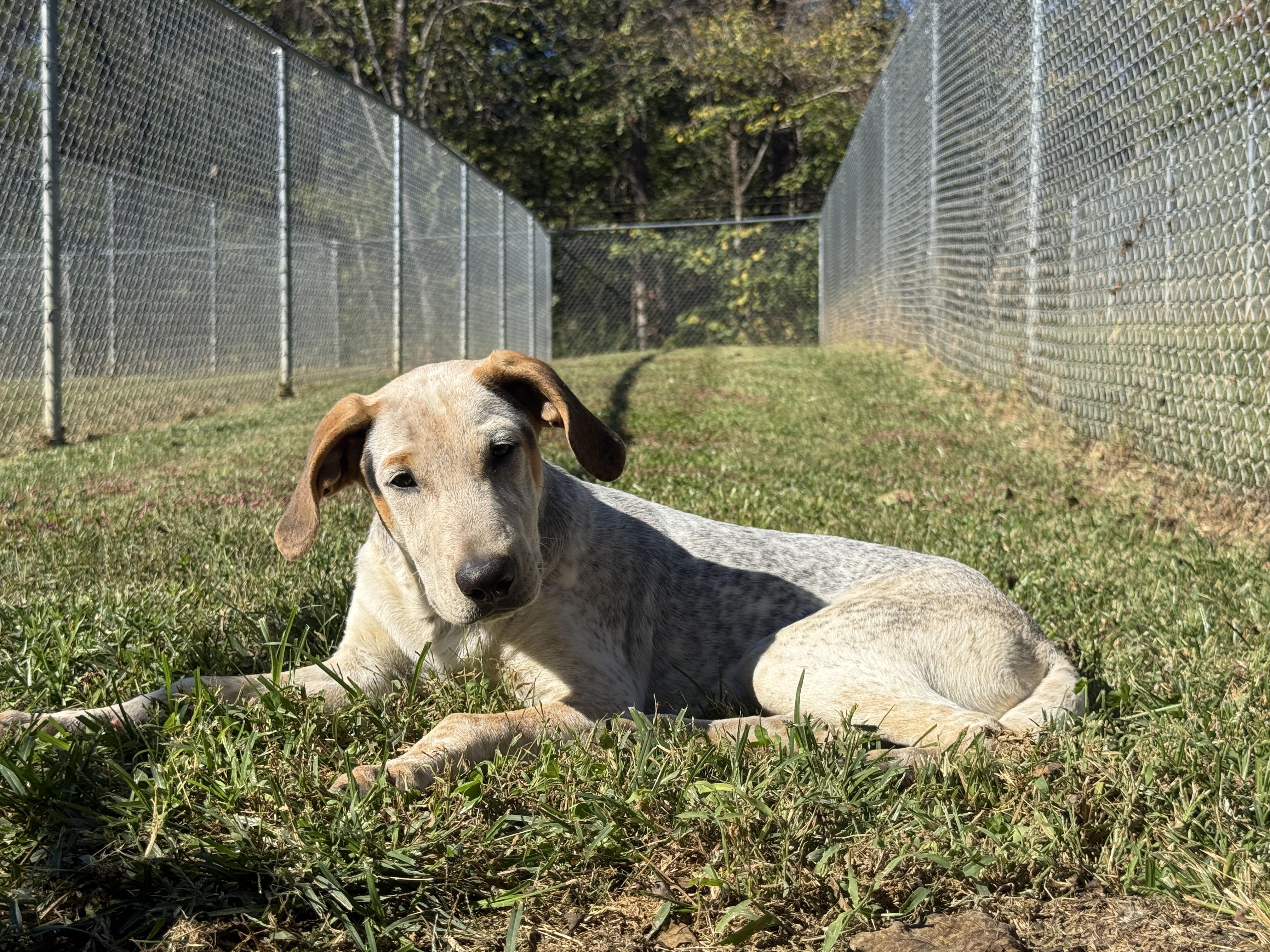 Enlarge Sam, a Adoptable mixed breed in Talbott, TN image 4/4
