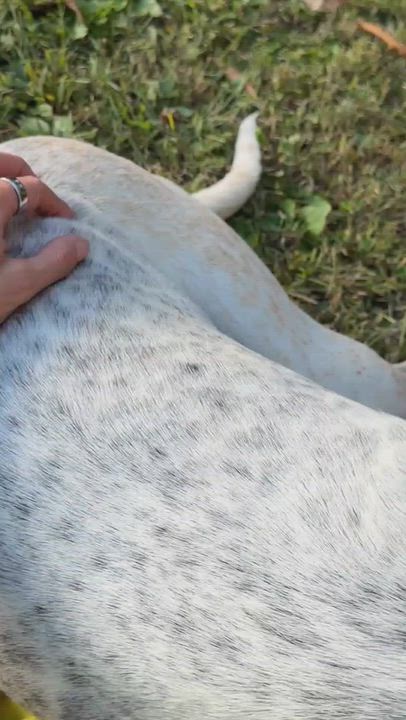 Enlarge Sam, a Adoptable mixed breed in Talbott, TN video 3/4