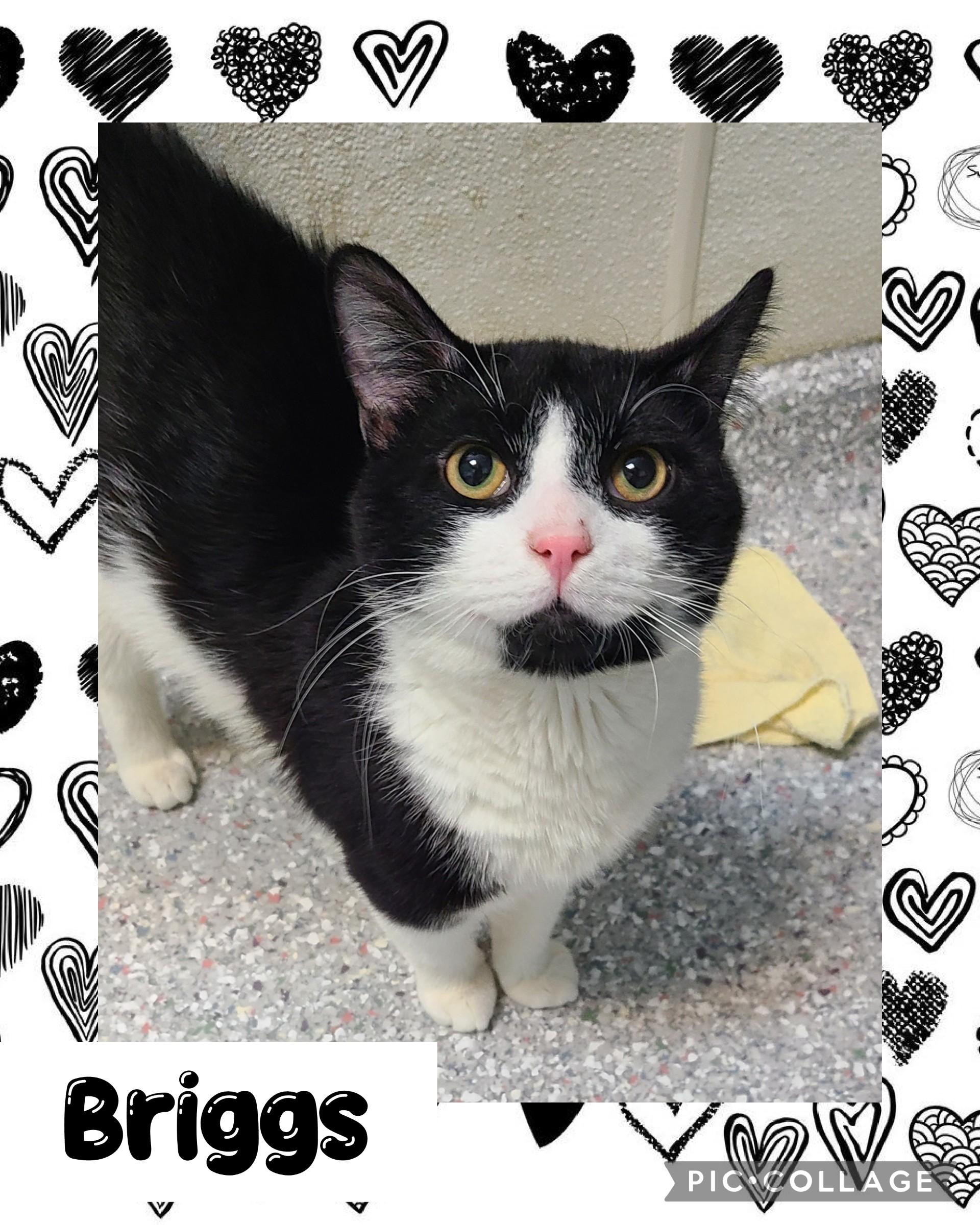 Enlarge Briggs, a ADOPTABLE Tuxedo in Iron River, MI image 1/1