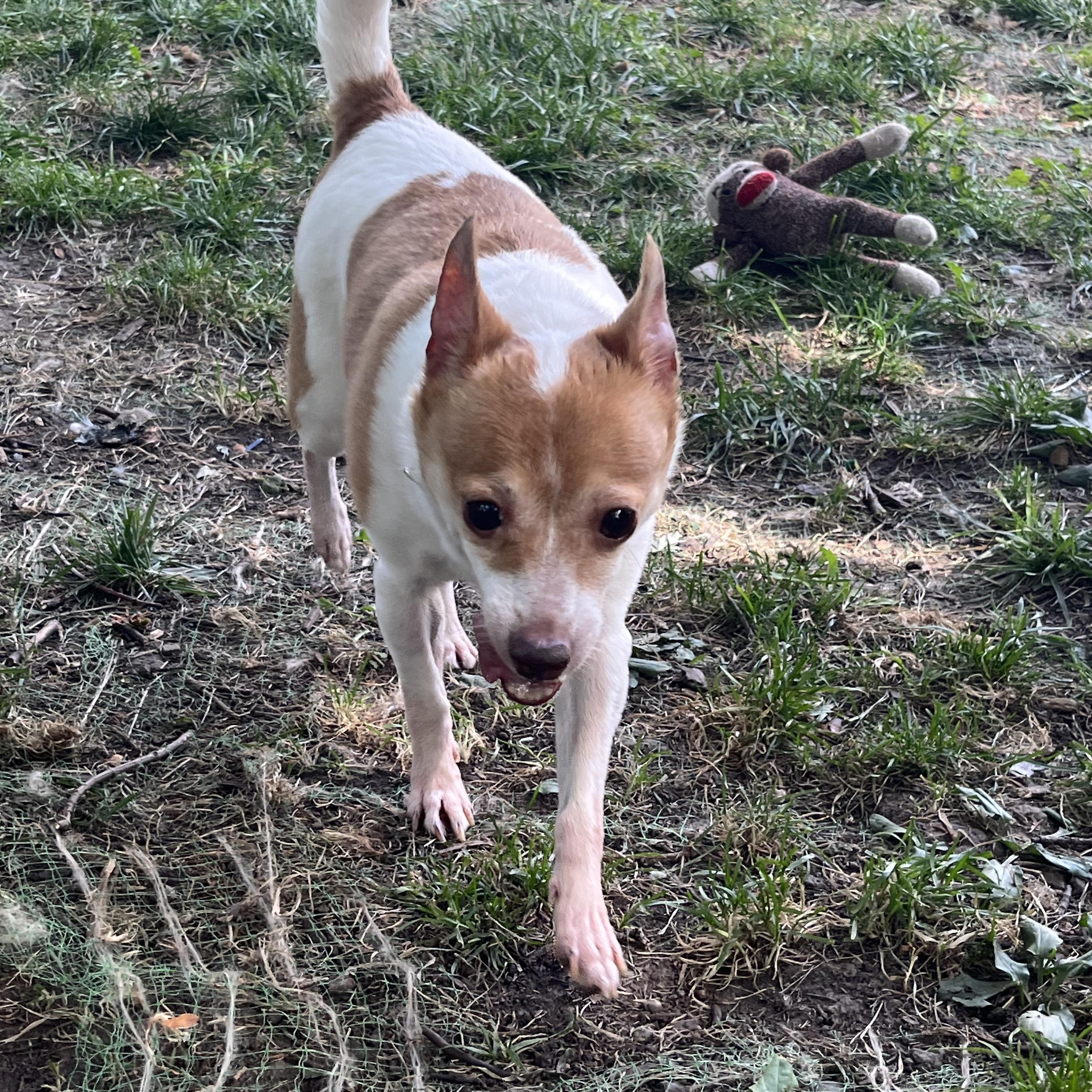 Daisy, Adoptable, Senior Female Chihuahua.