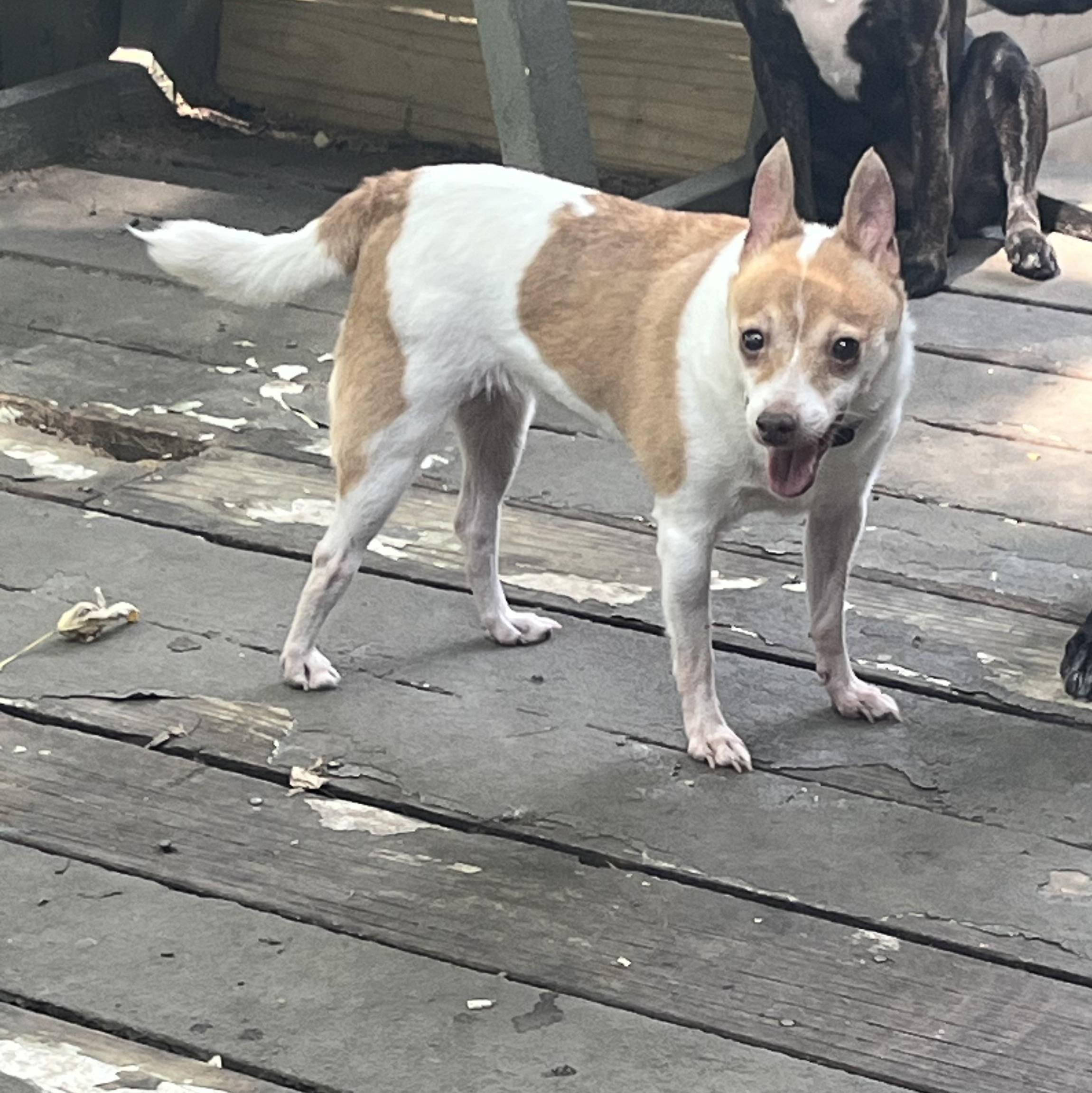 Daisy, a Adoptable Chihuahua in Byron, IL image 2/5