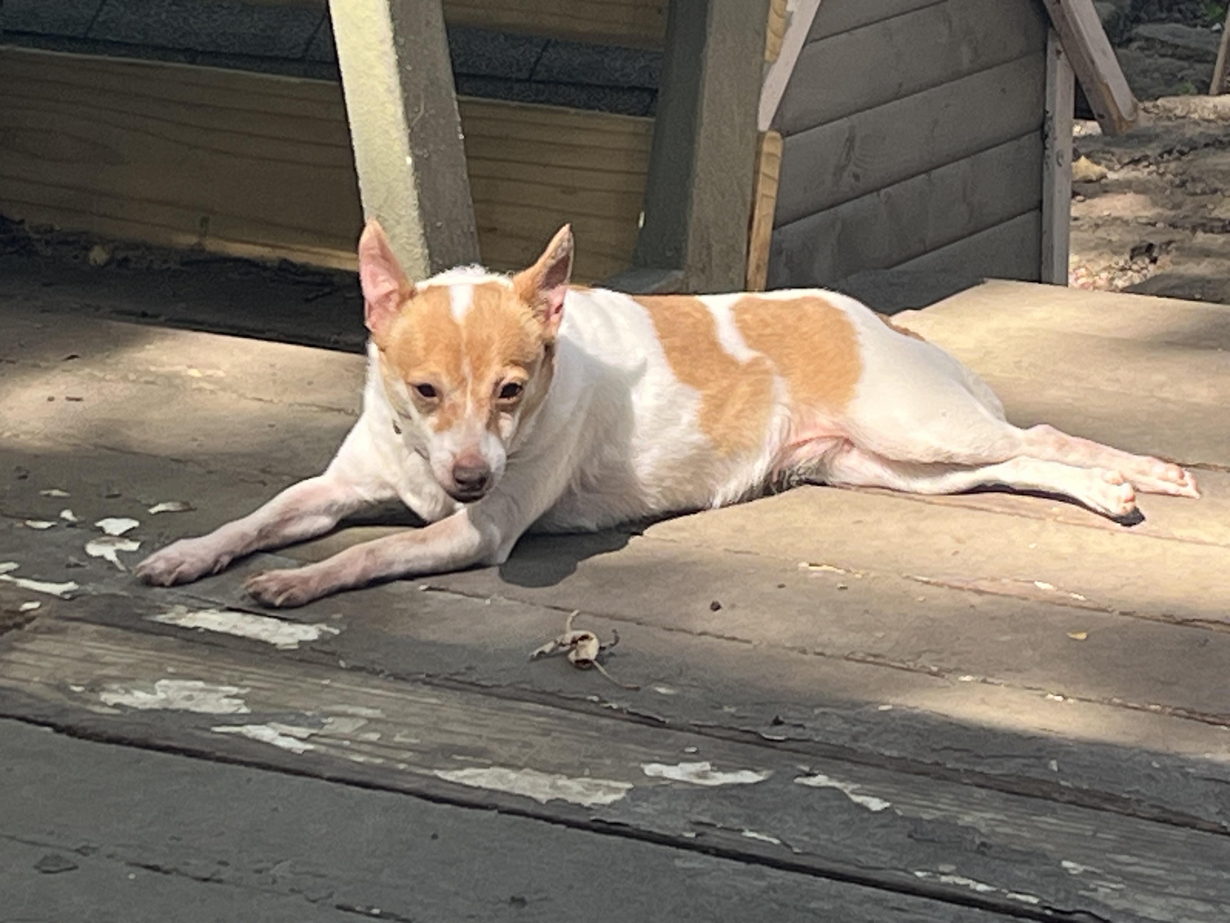 Daisy, a Adoptable Chihuahua in Byron, IL image 3/5
