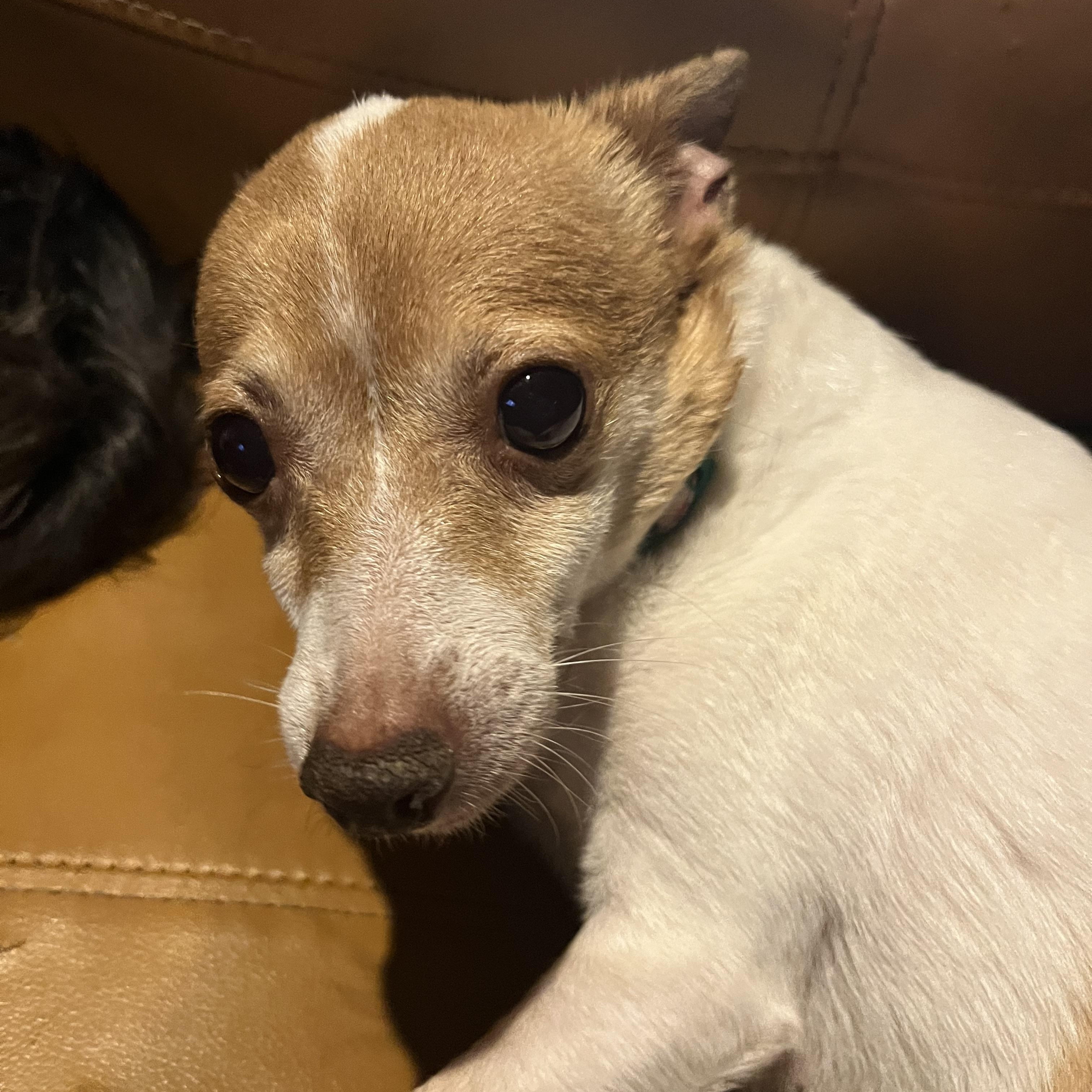 Daisy, a Adoptable Chihuahua in Byron, IL image 4/5