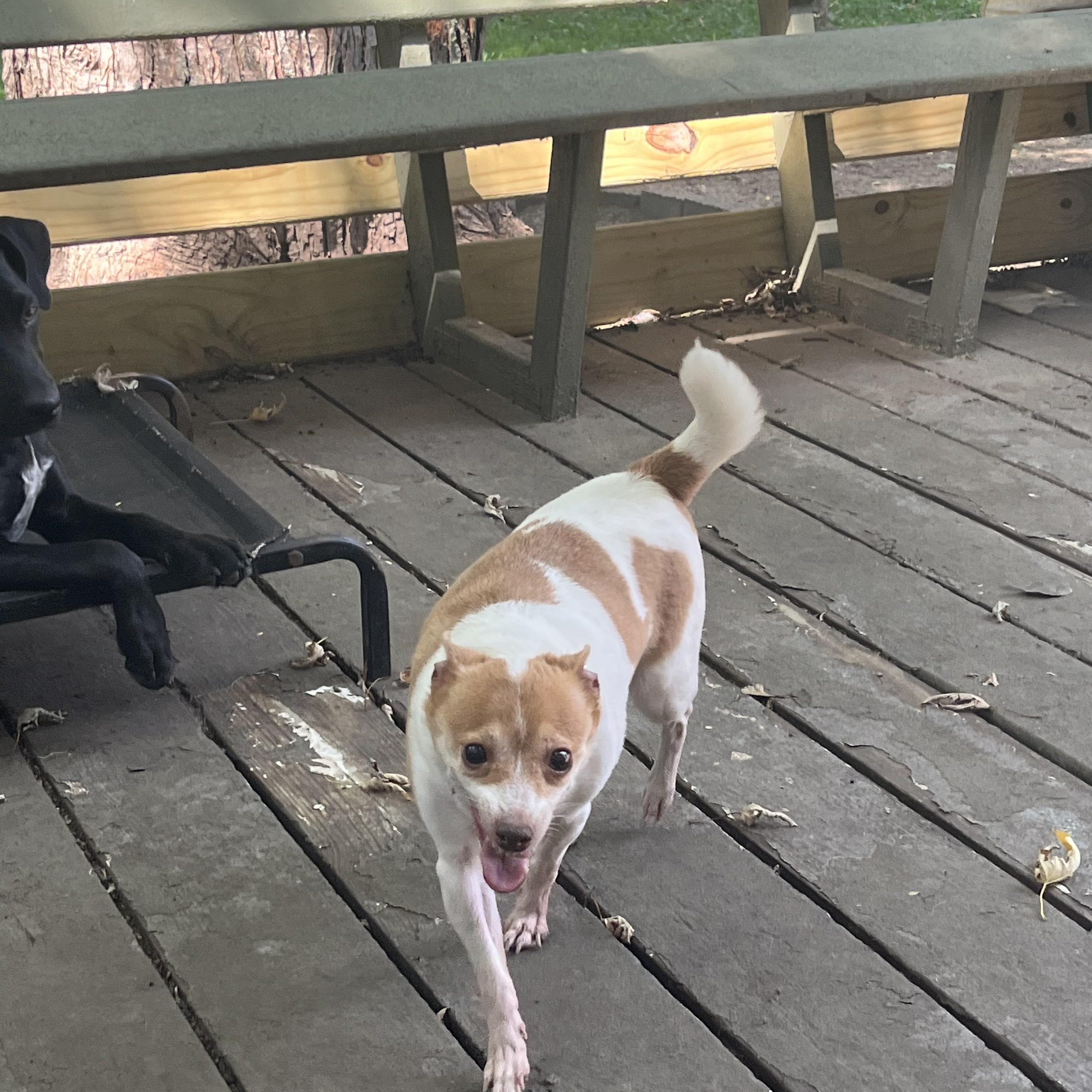 Daisy, a Adoptable Chihuahua in Byron, IL image 5/5