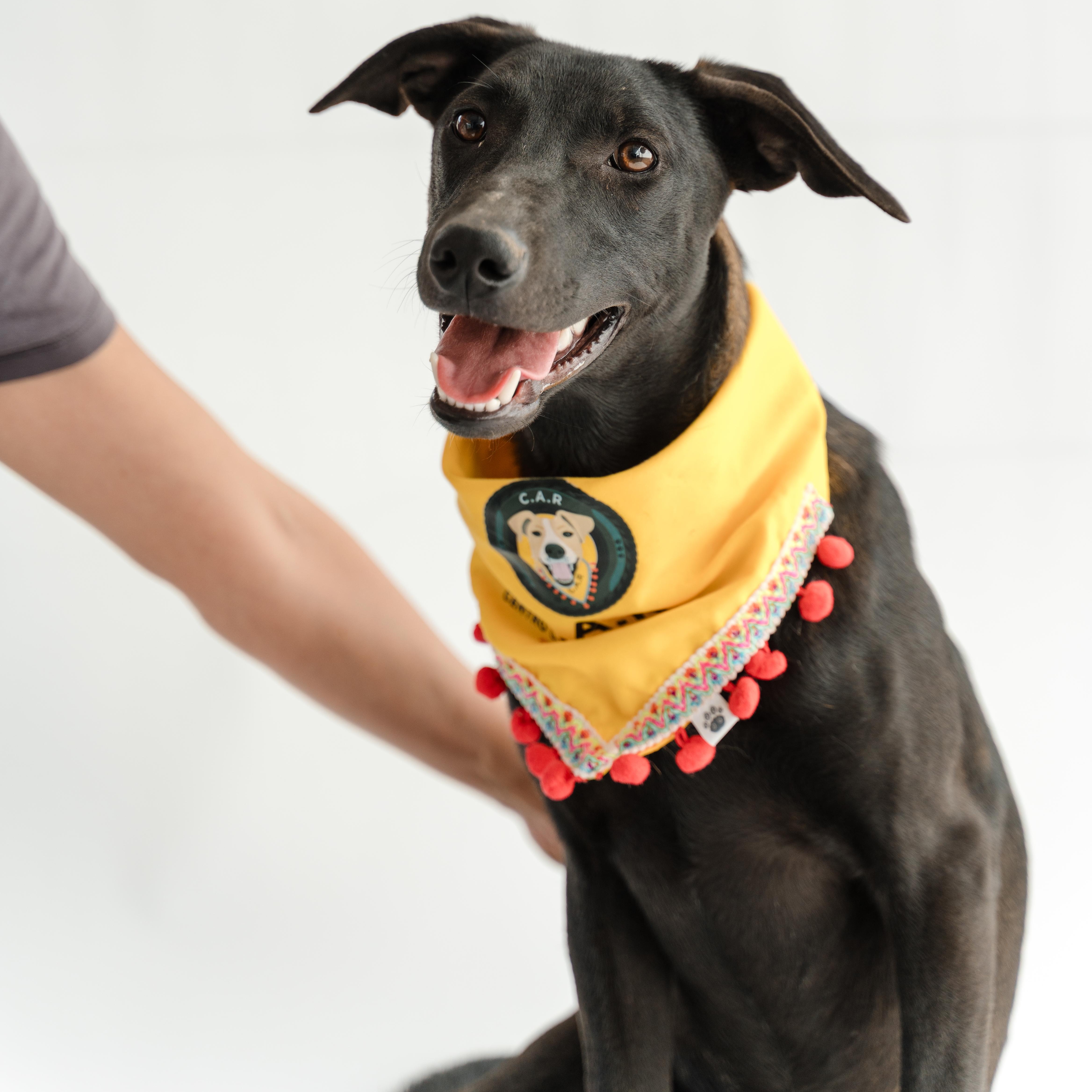 Gigi — thumbnail 3