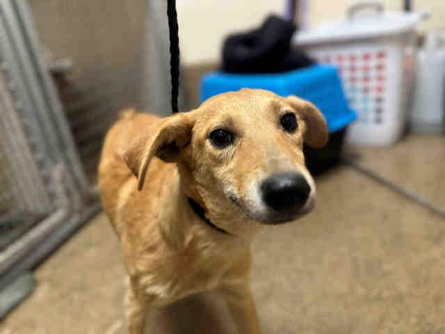 Enlarge A1946541, a Adoptable Terrier in Bonita, CA image 1/1