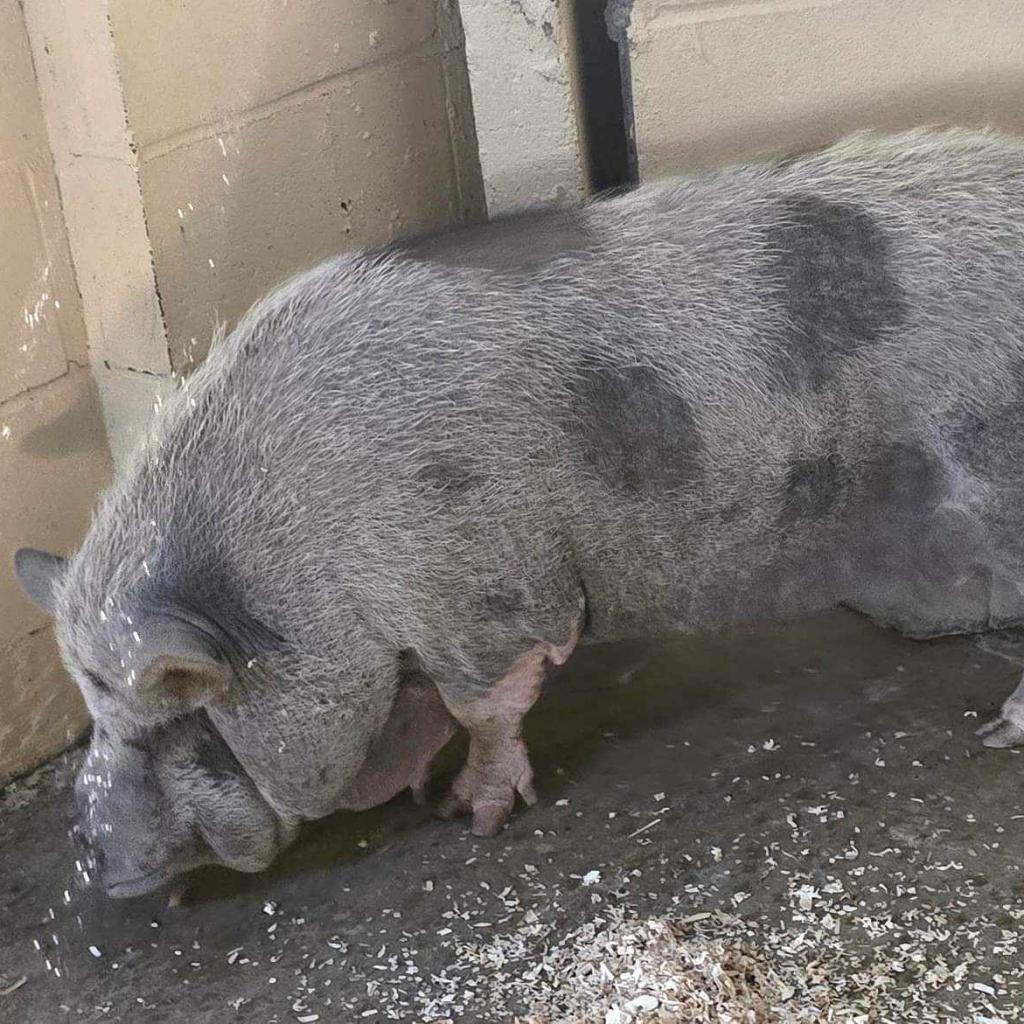 Petunia, Adoptable, Adult Female Vietnamese Pot Bellied.