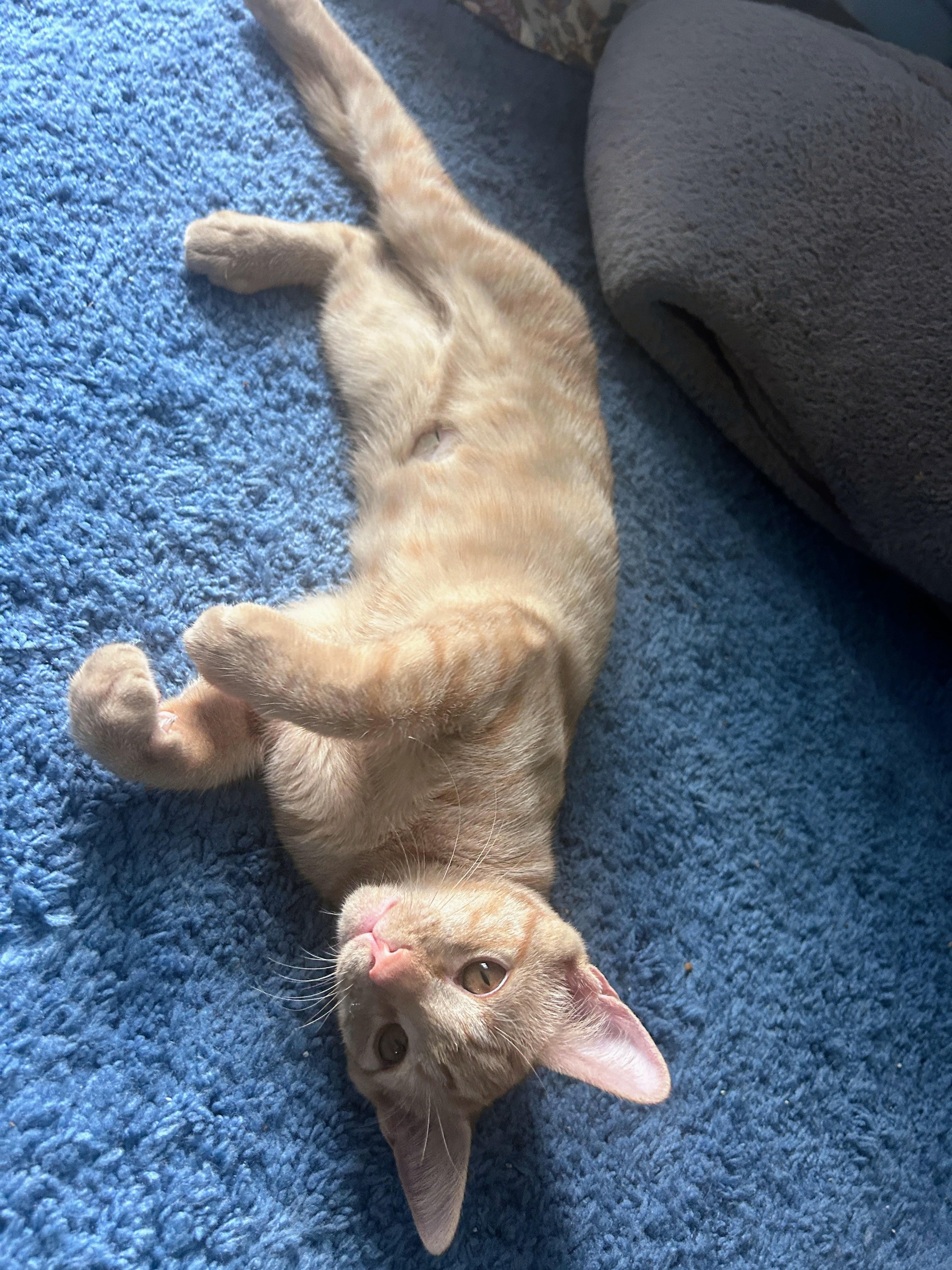 Russet, an adoptable mixed breed in Waynesboro, VA image 2/5
