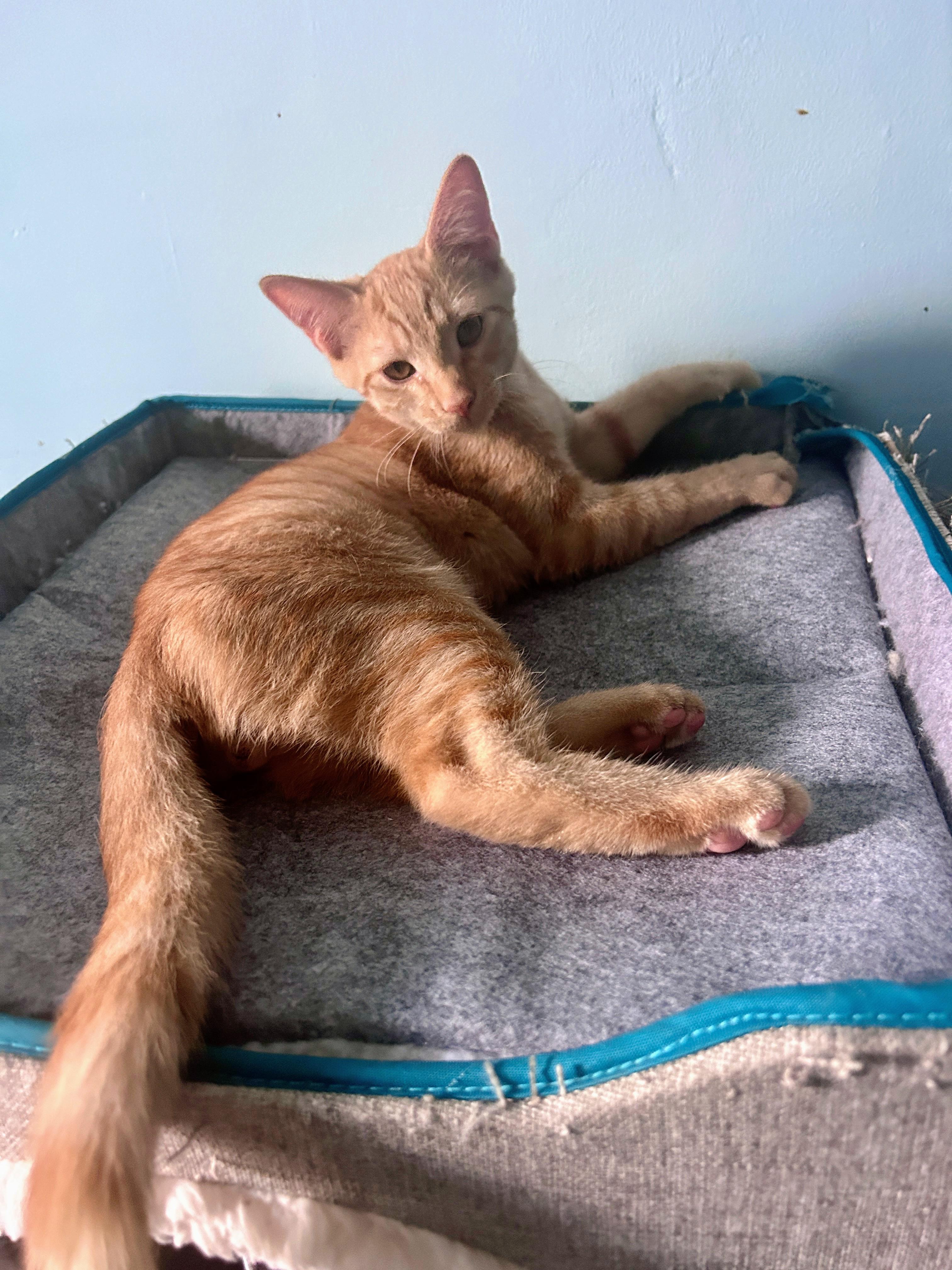 Russet, an adoptable mixed breed in Waynesboro, VA image 3/5