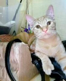 Enlarge Russet, a Adoptable mixed breed in Waynesboro, VA image 2/6
