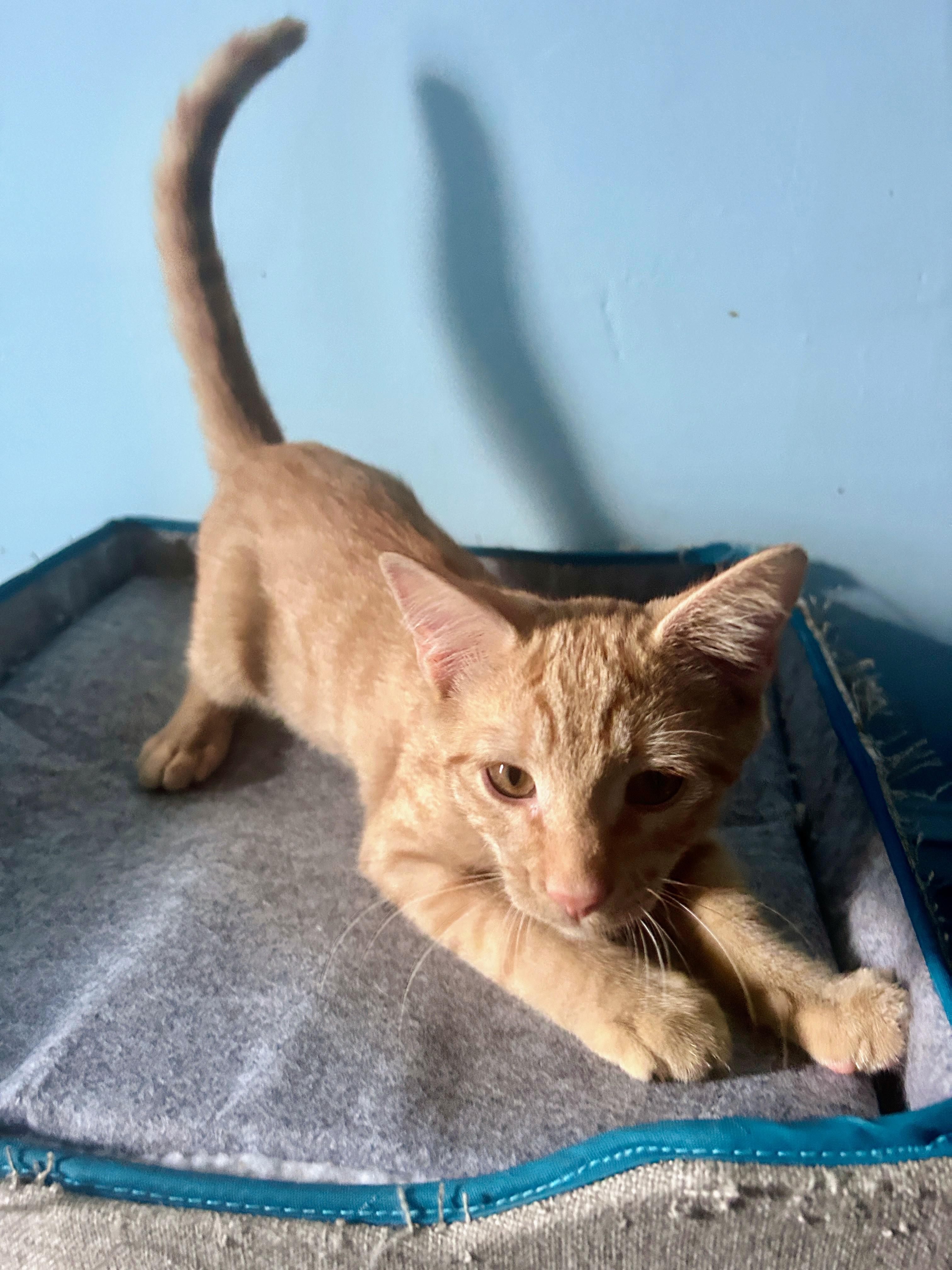 Russet, an adoptable mixed breed in Waynesboro, VA image 5/5