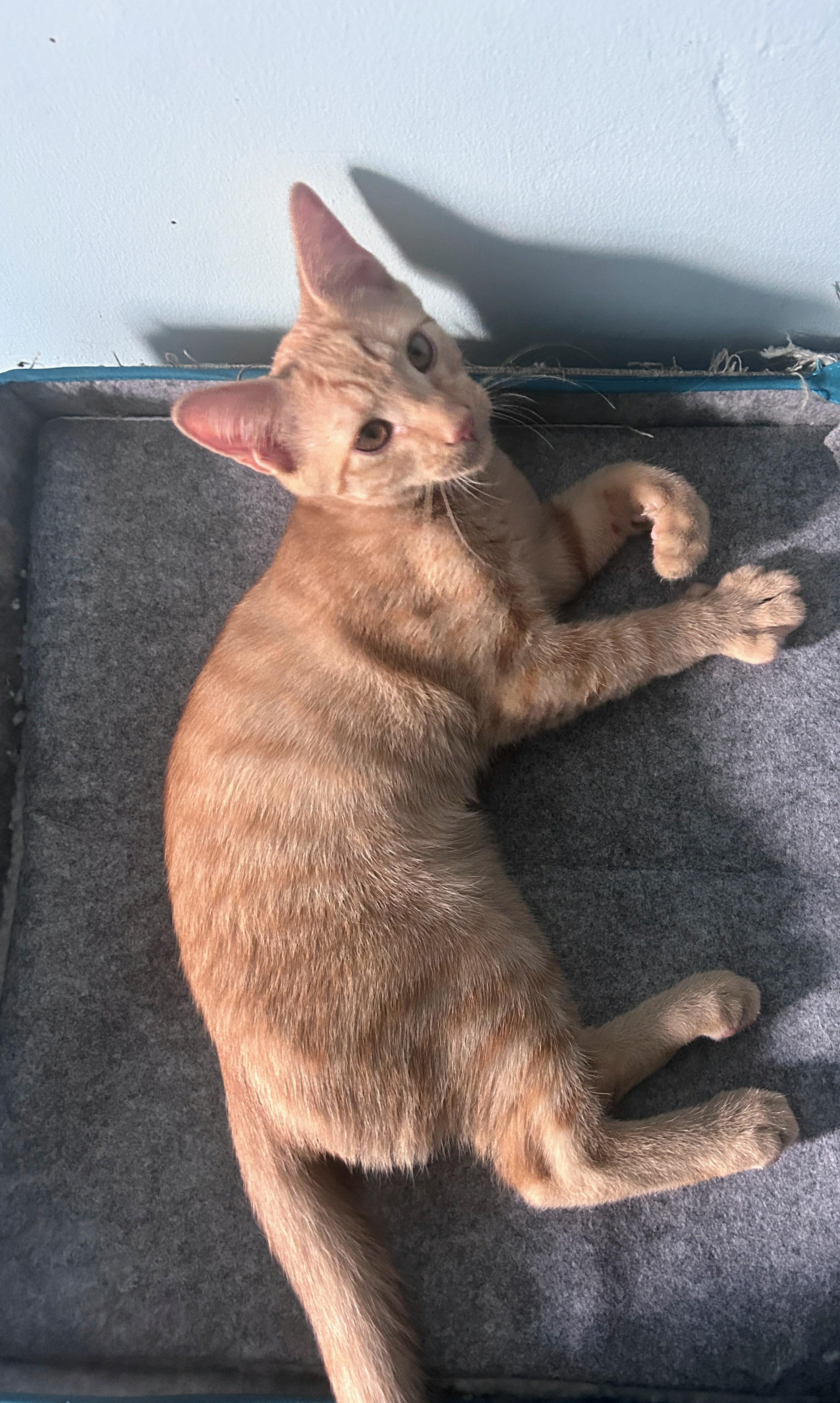 Russet, an adoptable mixed breed in Waynesboro, VA image 1/5