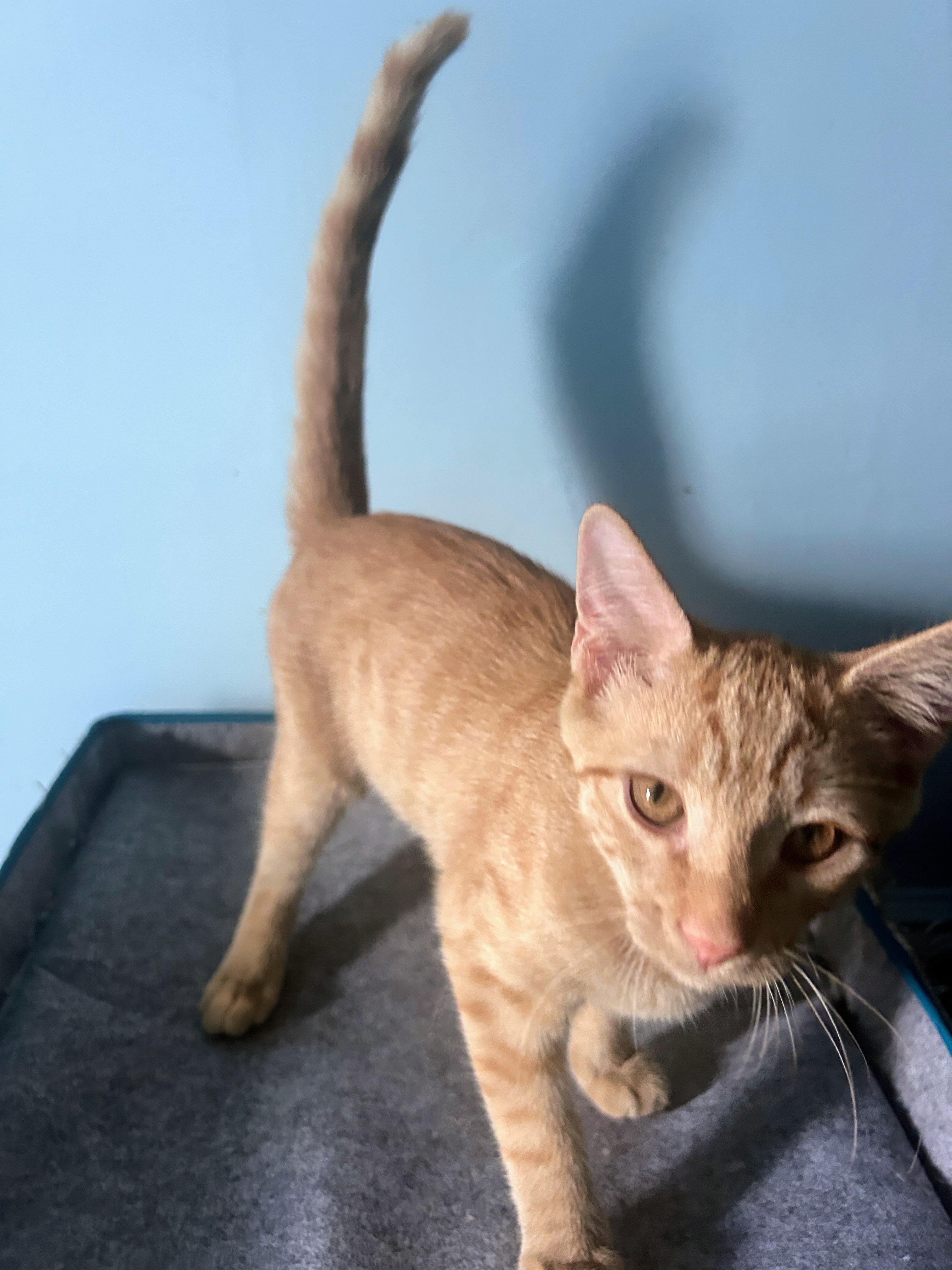 Russet, an adoptable mixed breed in Waynesboro, VA image 4/5