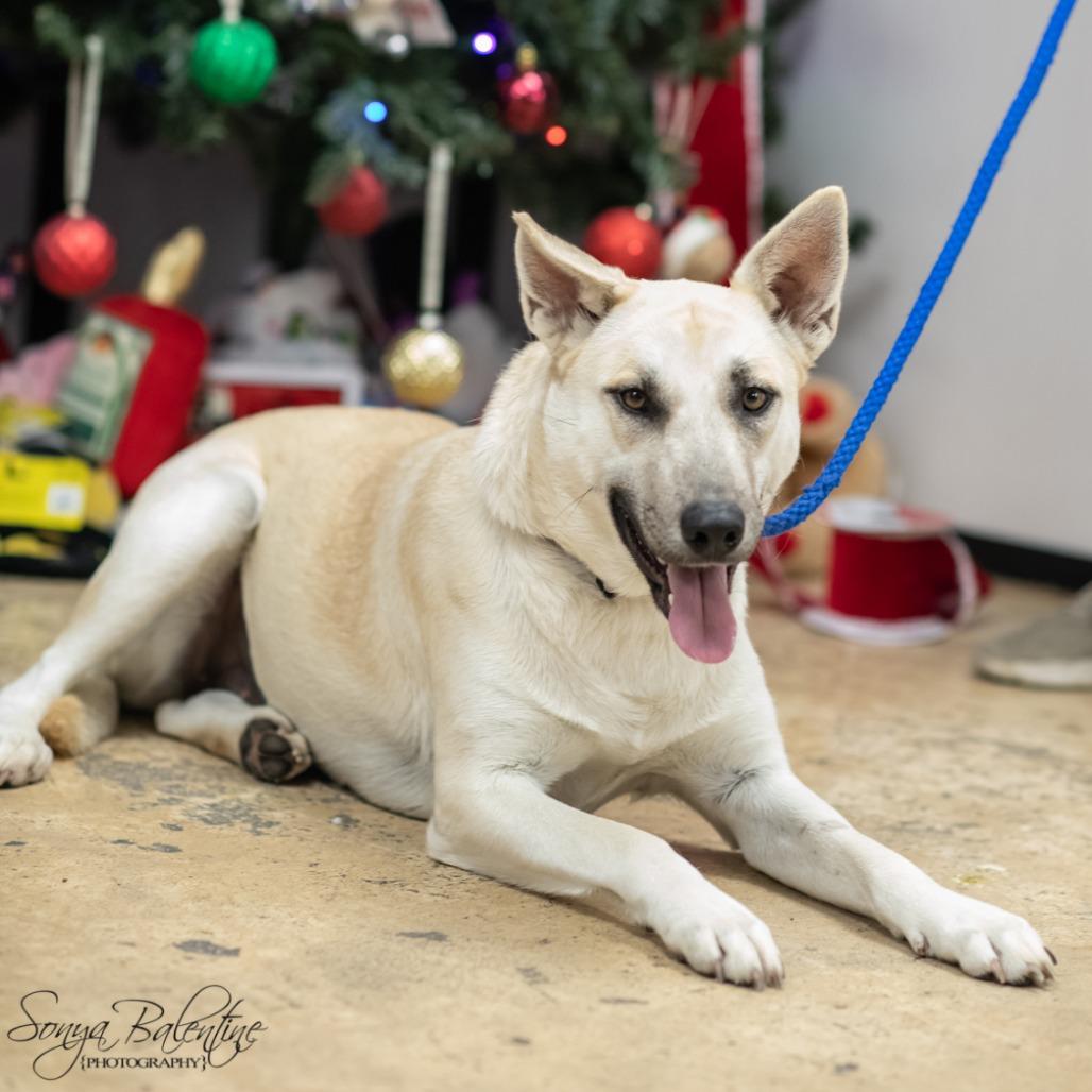 SUMMER-30335, a Adoptable German Shepherd Dog in Bartlett, TN image 1/2