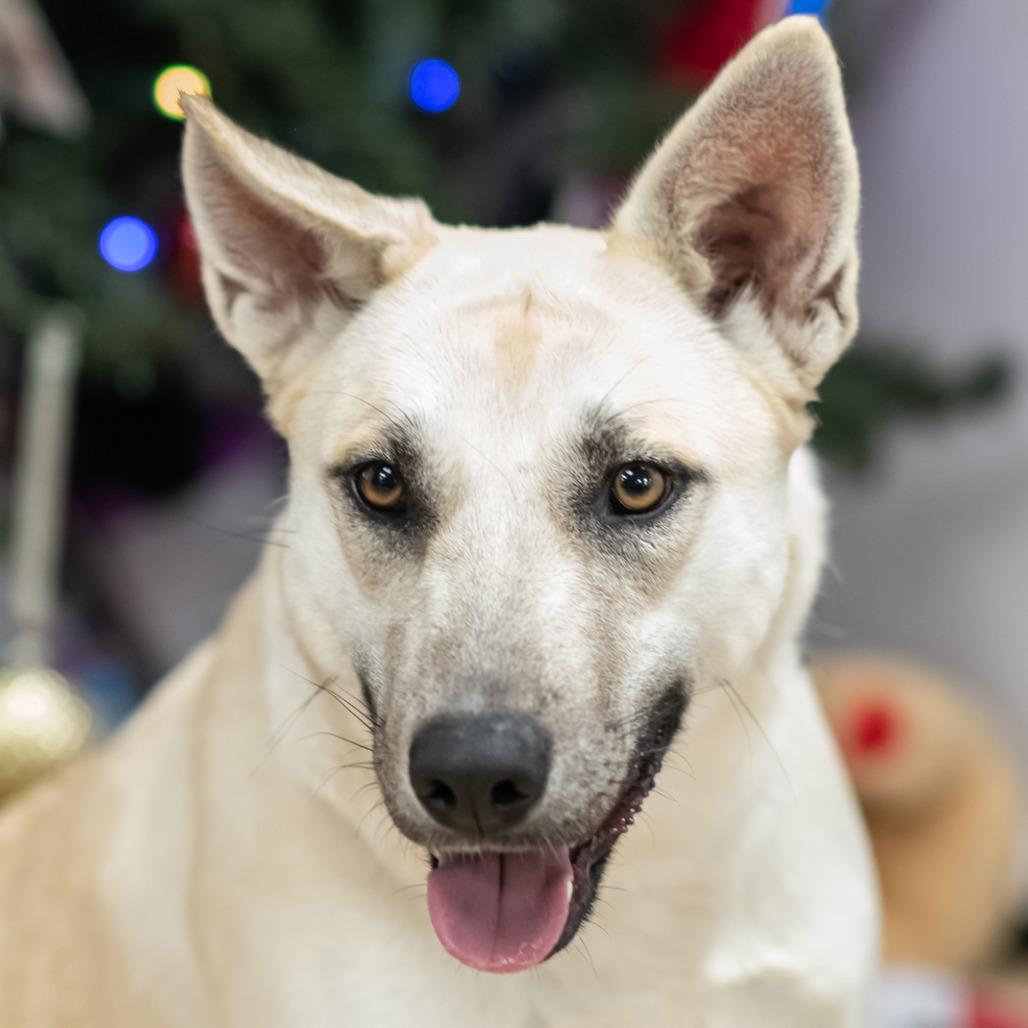 SUMMER-30335, a Adoptable German Shepherd Dog in Bartlett, TN image 2/2