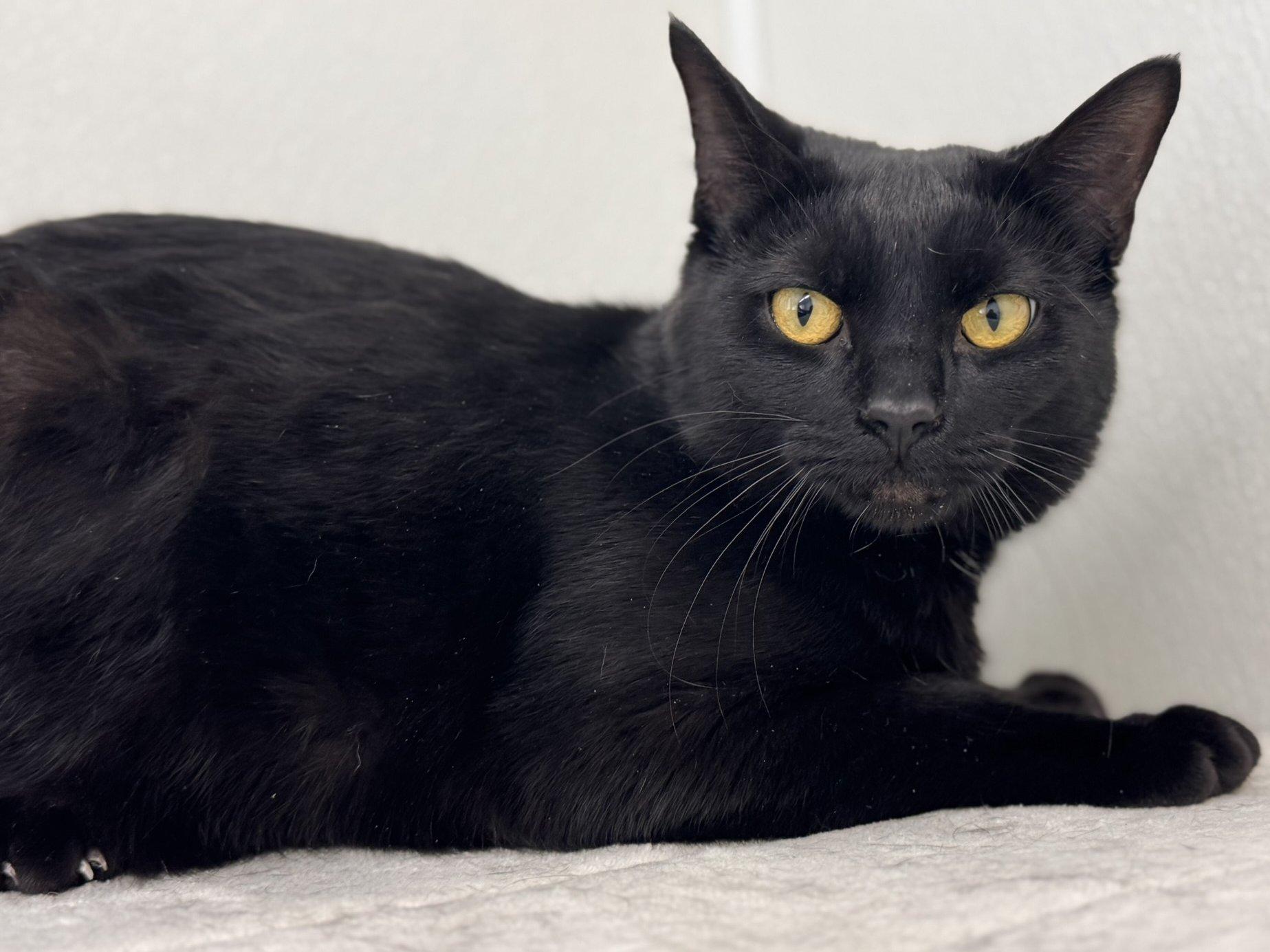 Tux SHY CAT SPECIAL $20, Adoptable, Adult Male Domestic Short Hair.