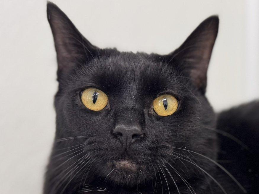 Enlarge Tux SHY CAT SPECIAL $20, a Adoptable mixed breed in Monroe, WA image 3/6