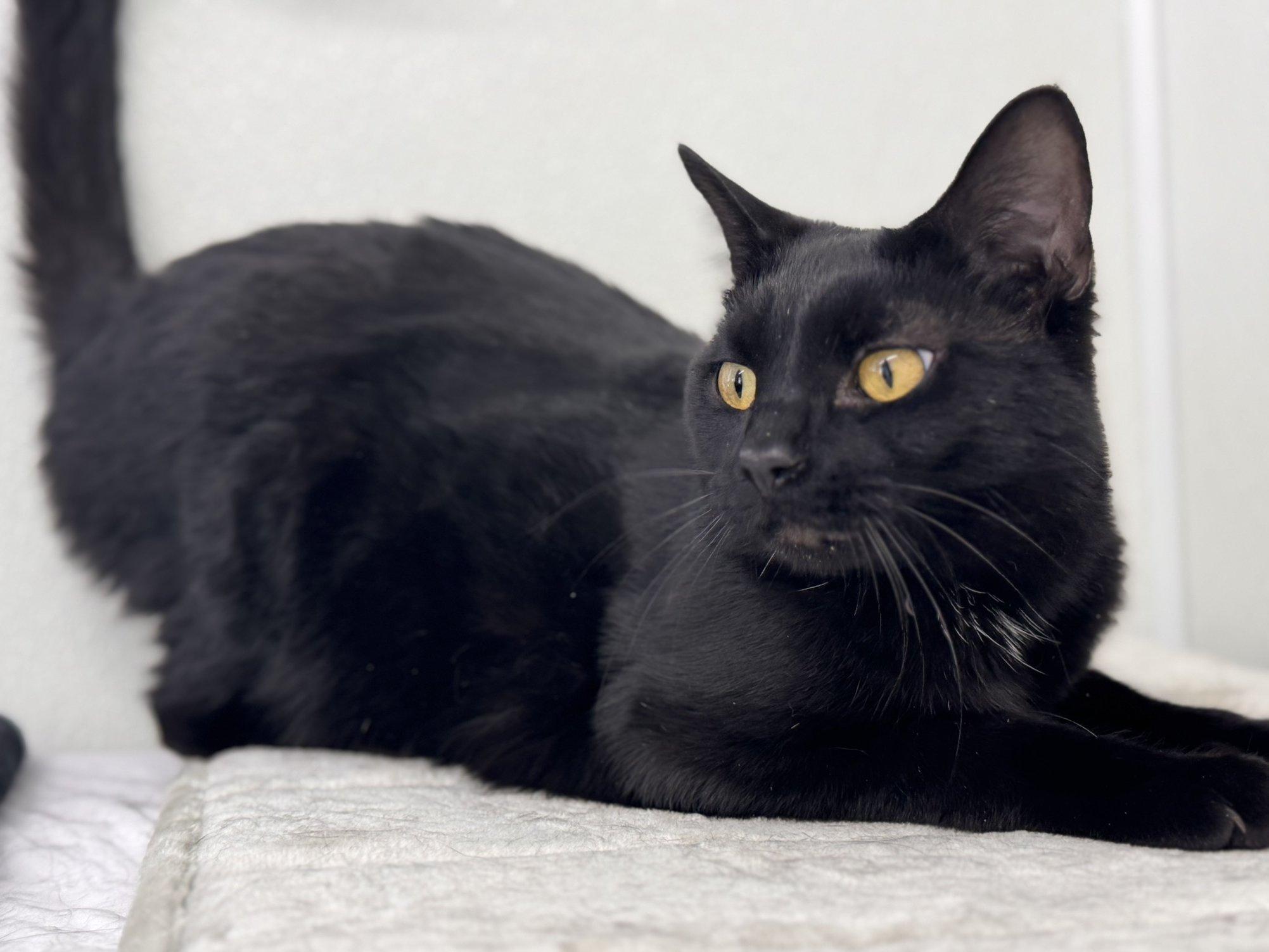 Enlarge Tux SHY CAT SPECIAL $20, a Adoptable mixed breed in Monroe, WA image 5/6