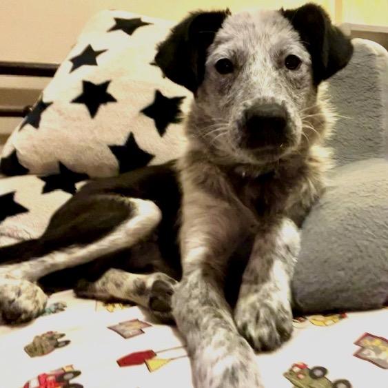 Enlarge Mikey, a Adoptable Mixed Breed in Sartell, MN image 1/6