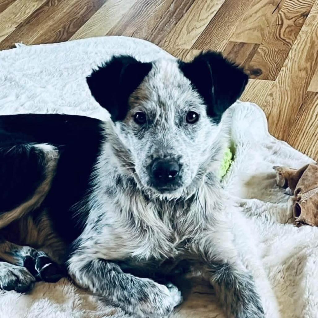 Enlarge Mikey, a Adoptable Mixed Breed in Sartell, MN image 2/6