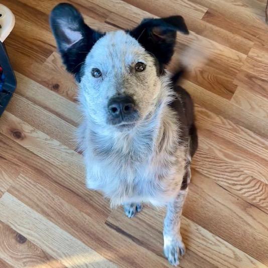 Mikey, Adoptable, Young Male Mixed Breed.